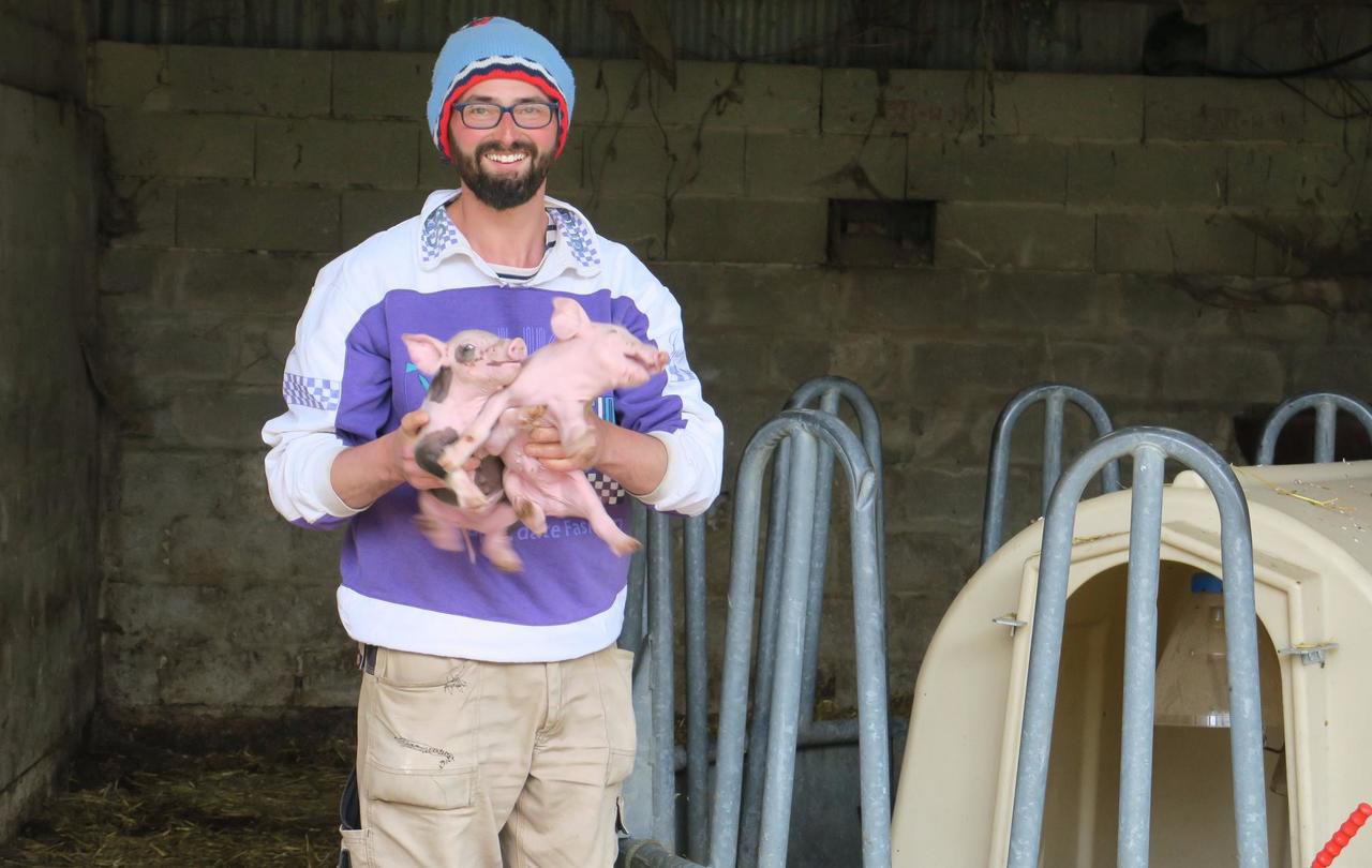 <b></b> Ozouer, le 5 octobre. En plus des dégustations, les visiteurs pourront aller voir les animaux de la ferme de Geoffroy Champin, lors de la Balade du goût. Tels ces porcelets nés fin septembre.