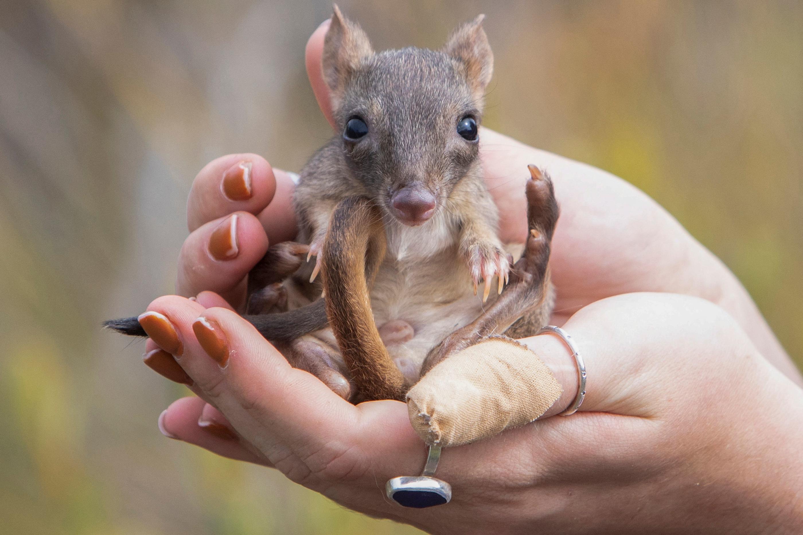 Le mini kangourou réintroduit en Australie. Quentin Jones / WWF AUSTRALIA / AFP