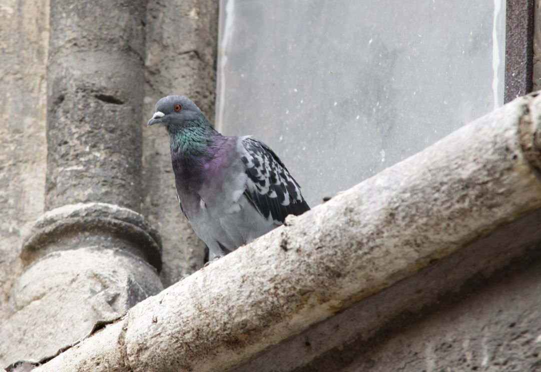 Selon l'association PAZ, qui a réalisé une étude auprès de 200 communes en France, la moitié utiliserait des méthodes cruelles pour réguler les pigeons. LP/Florian Garcia