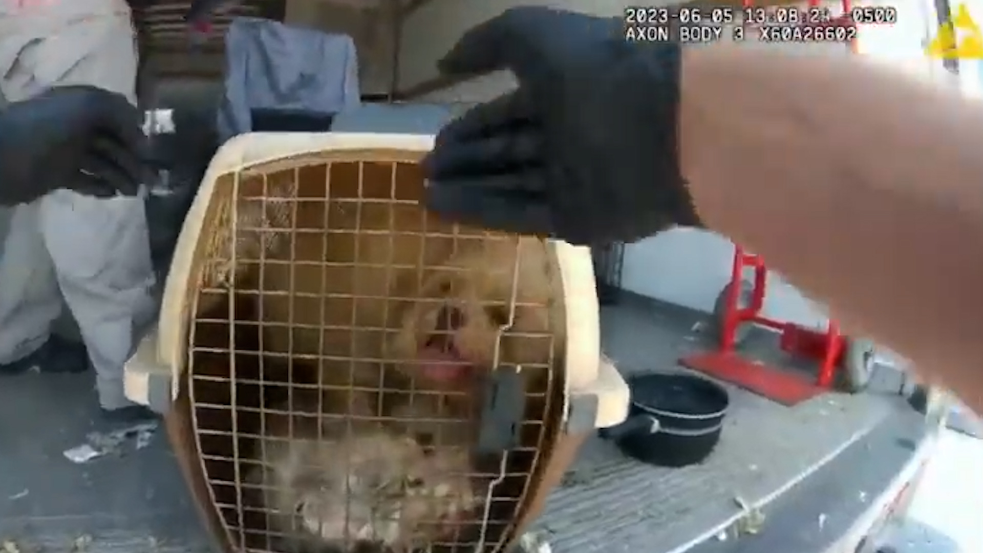 Vidéo - Trois chiens négligés et attachés sortis de la cour de particuliers  à Saint-Pierre