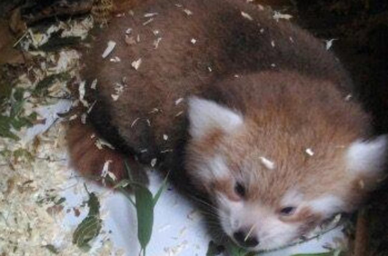 Ça y est ! Le bébé panda roux du parc de Clères a un prénom ! - Département  de la Seine-Maritime
