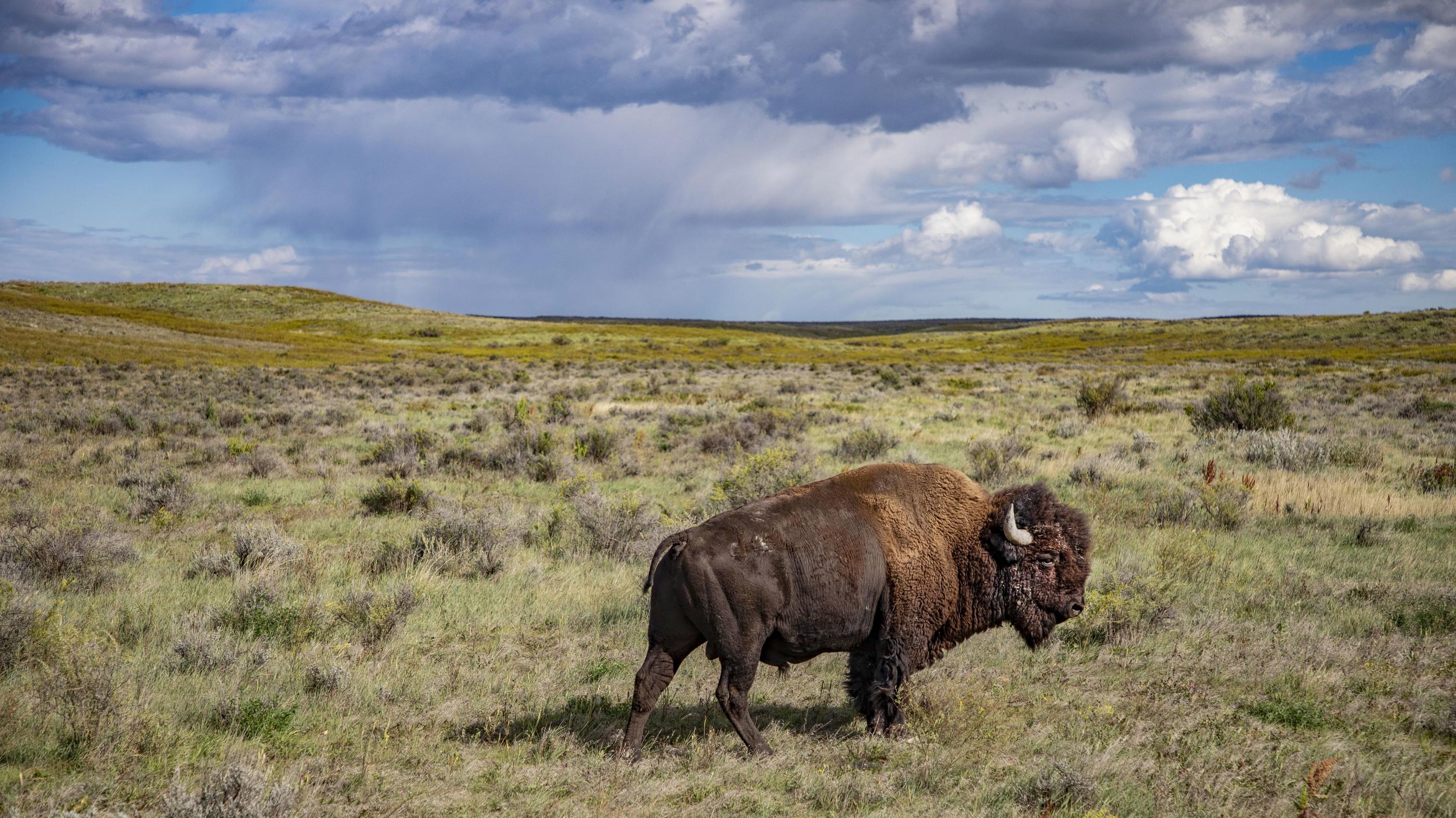 Le parc recommande aux visiteurs de ne pas s'approcher à moins de 23 mètres des bisons. Craig Mellish