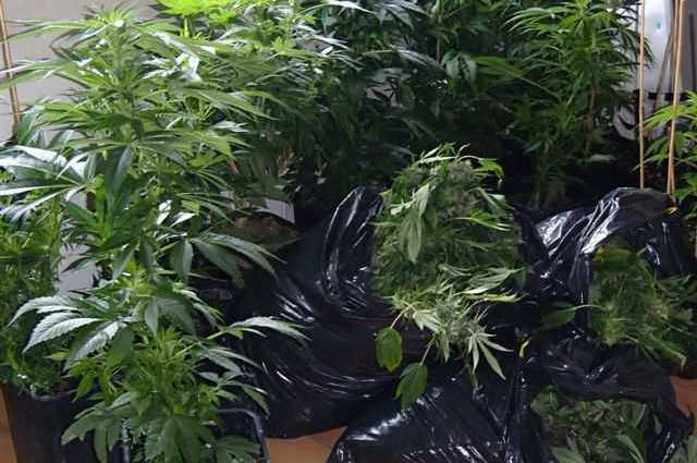 <b></b> Illustration. Les policiers de Melun ont trouvé 420 plants de résine de cannabis dans trois appartements, à Melun, au Mée-sur-Seine et à Bray-sur-Seine mardi. DR