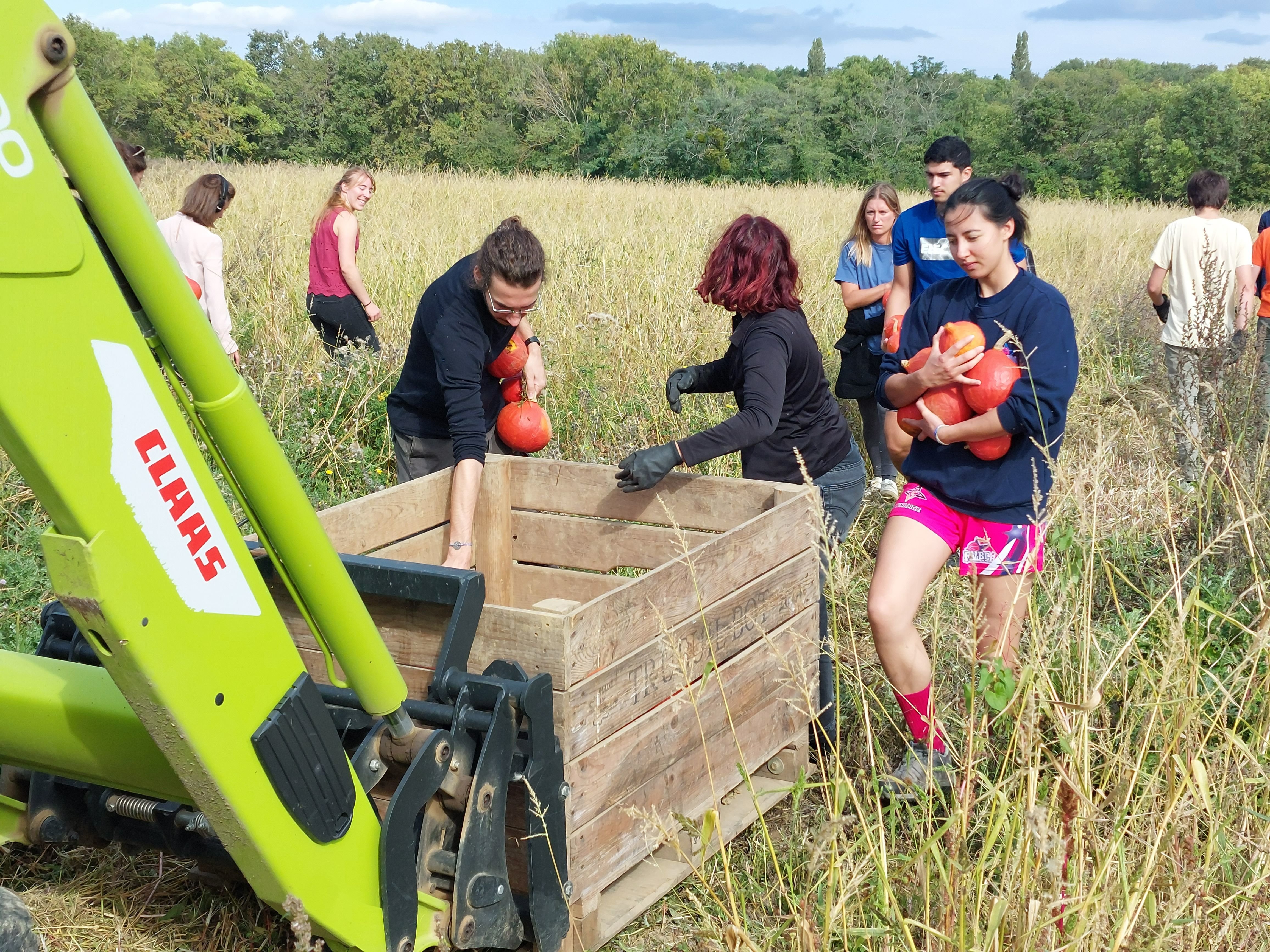 Orsay (Essonne), ce jeudi 5 octobre. Les bénévoles ont glané environ 700 kg de courges sur cette parcelle d'un hectare. LP/Sébastien Morelli