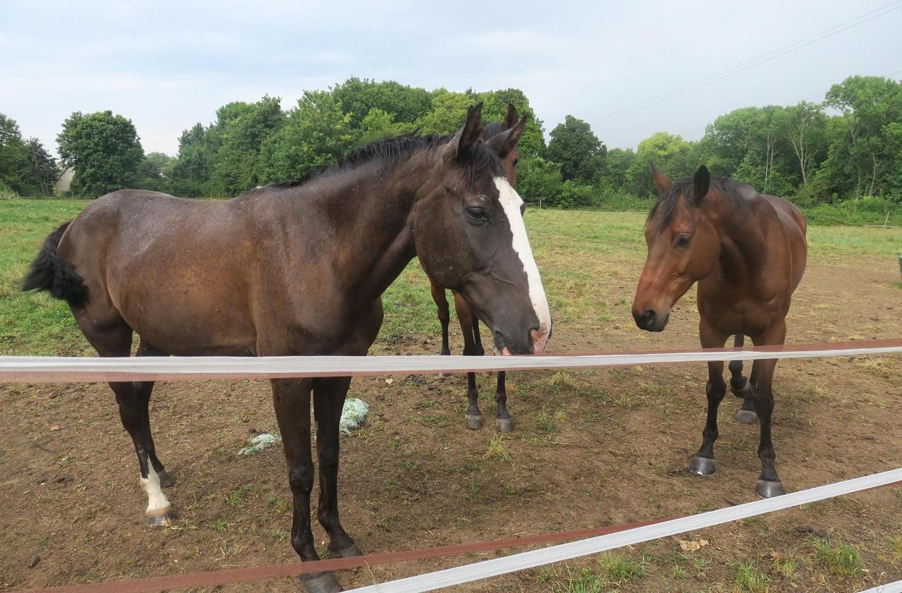 A horse wounded with a knife in Côte-d’Or, a mare killed in Cantal