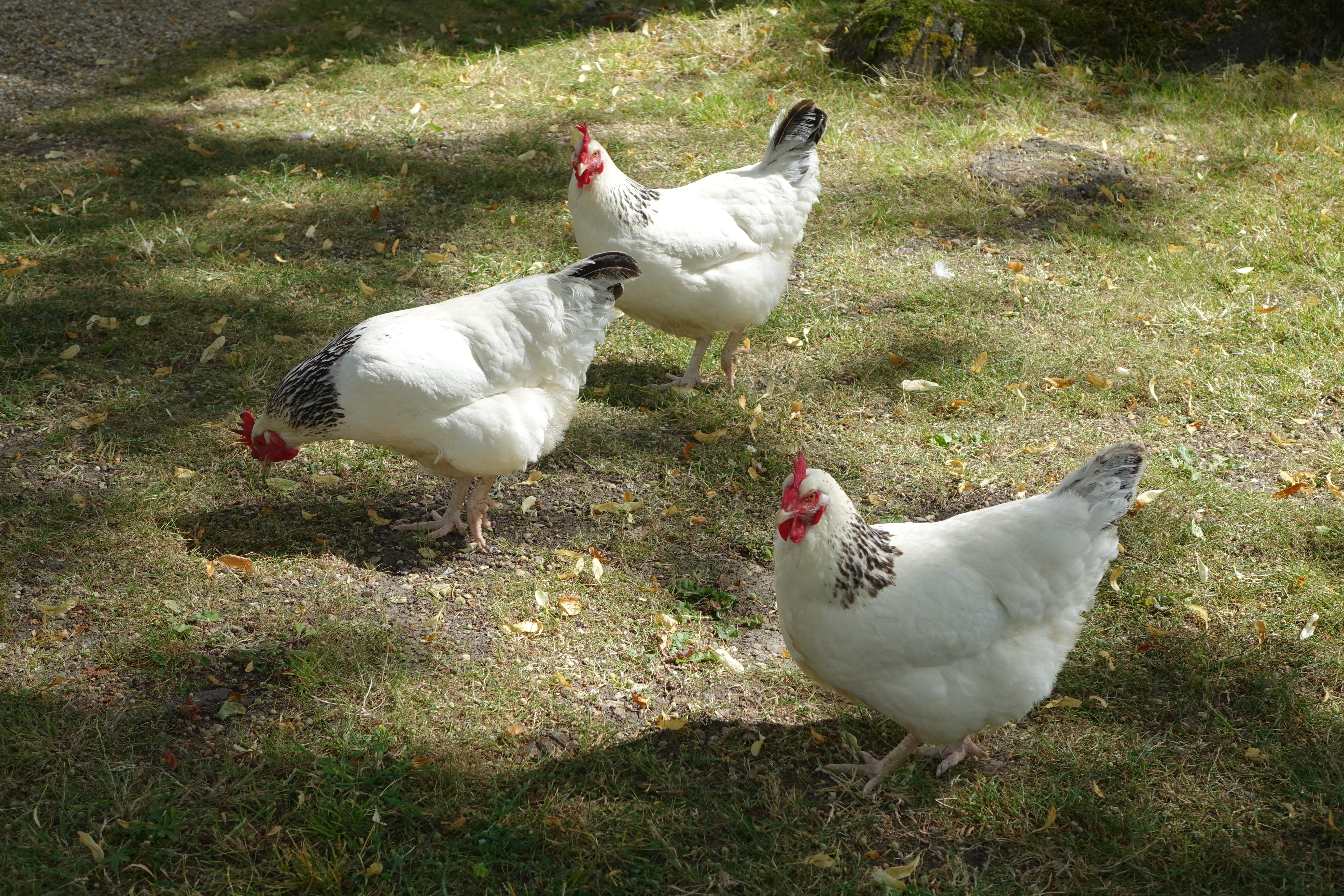 Avec un logiciel dédié, les chercheurs ont examiné 18000 clichés de six poules de race Sussex pendant trois semaines. Wikimedia Commons/Eponimm