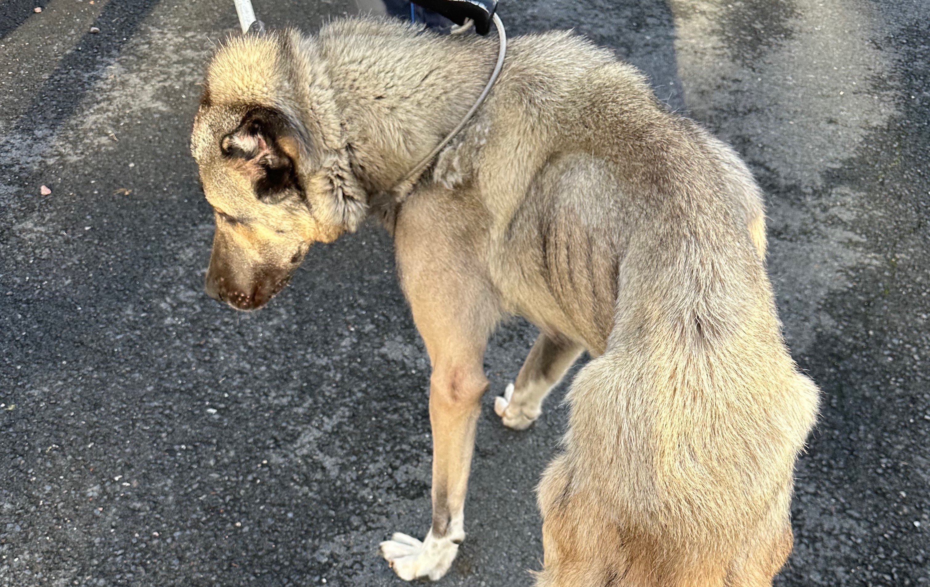 D'une maigreur extrême, la femelle berger d'Anatolie venait de donner naissance à une dizaine de chiots. Aujourd'hui recueillis par la Société havraise de protection des animaux, Atech et ses petits sont hors de danger. ©SHPA