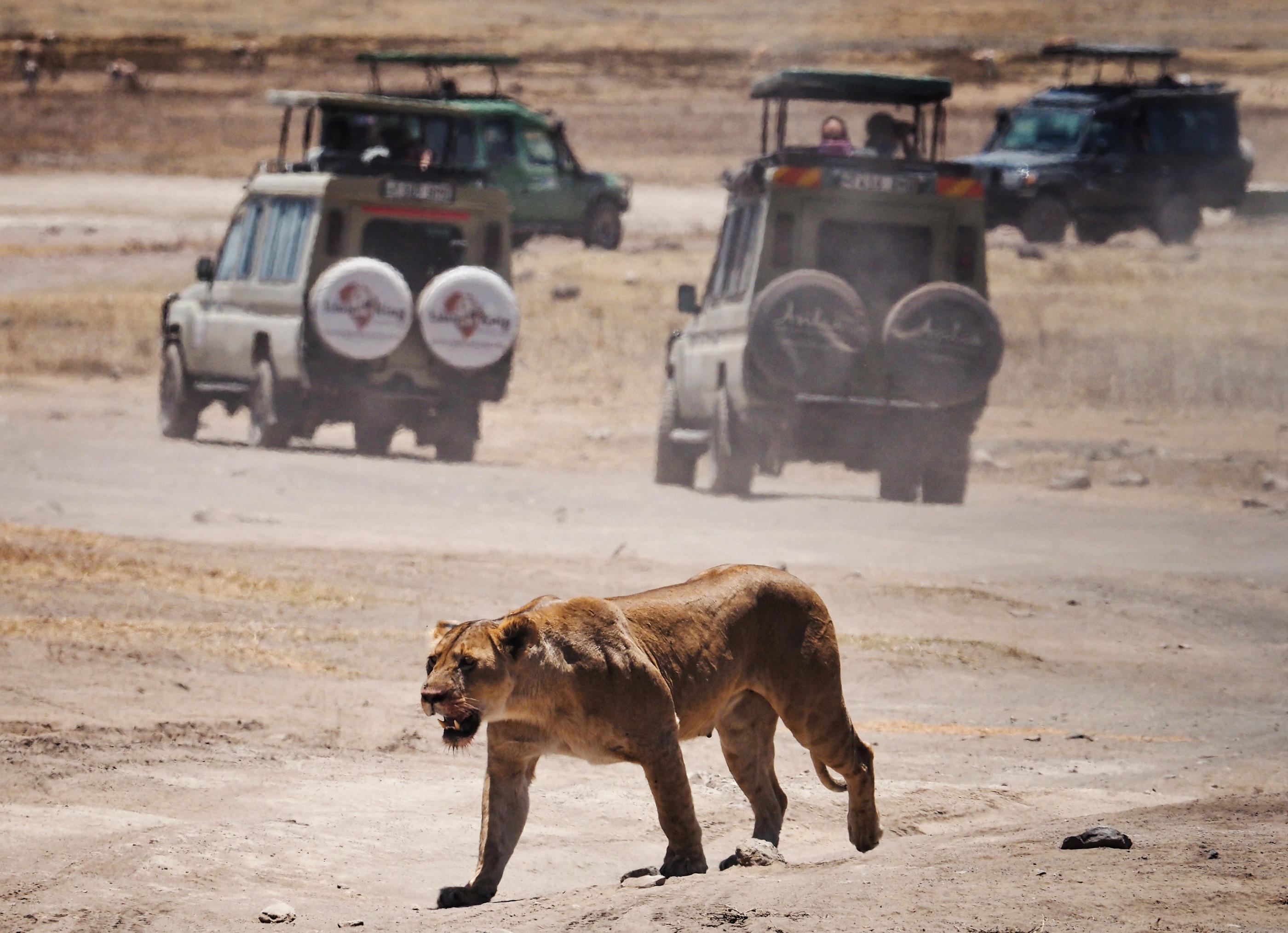 Un safari, ici en Tanzanie (Illustration) . Soeren Stache /  Icon sport