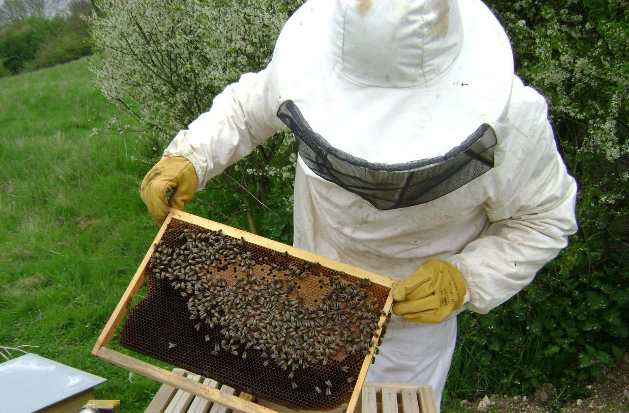 <b></b> En association avec les apiculteurs, la ville de Beauvais récupère entre 30 et 50 kg de miel par récolte !