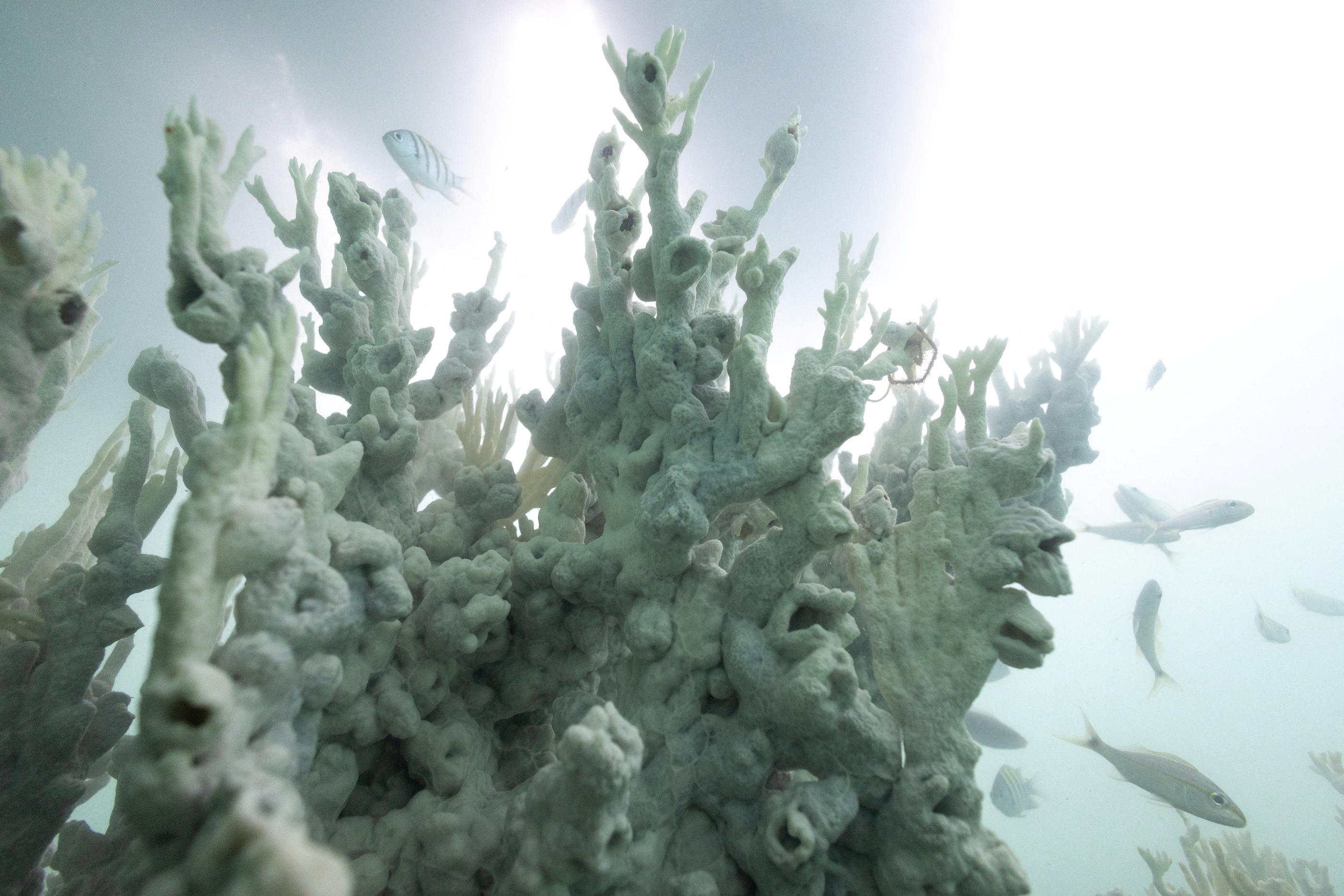 Les colonies de coraux souffrent dans le monde entier, de l’Australie à la Floride, en raison de la hausse de la température des océans. (Illustration) Reuters/Jorge Silva