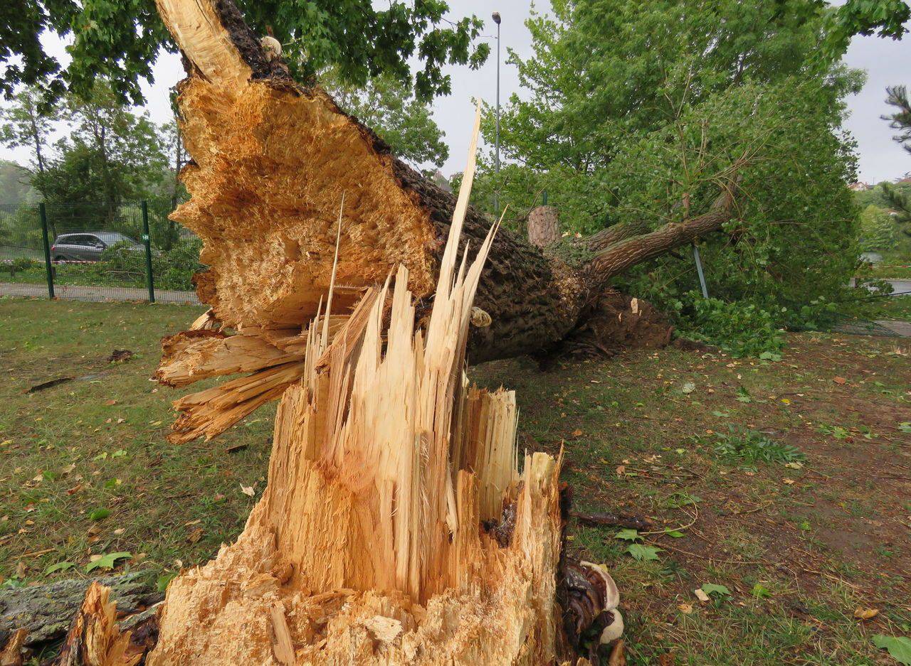 <b></b> Illustration. Le vent a couché deux arbres sur la D 159 à Moussy. (LP/Olivier Levrault)