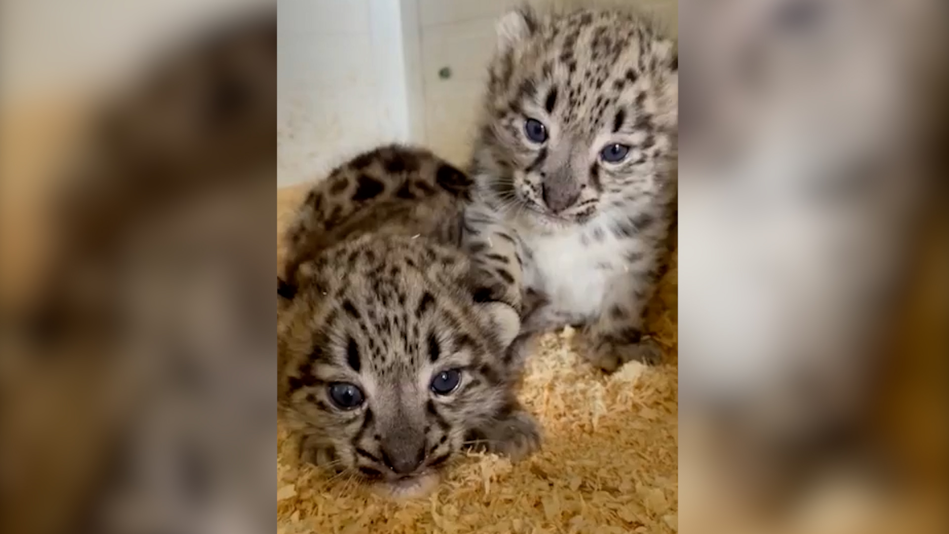 Video Naissances Exceptionnelles De Deux Pantheres Des Neiges Dans Un Zoo Du Maine Et Loire Le Parisien