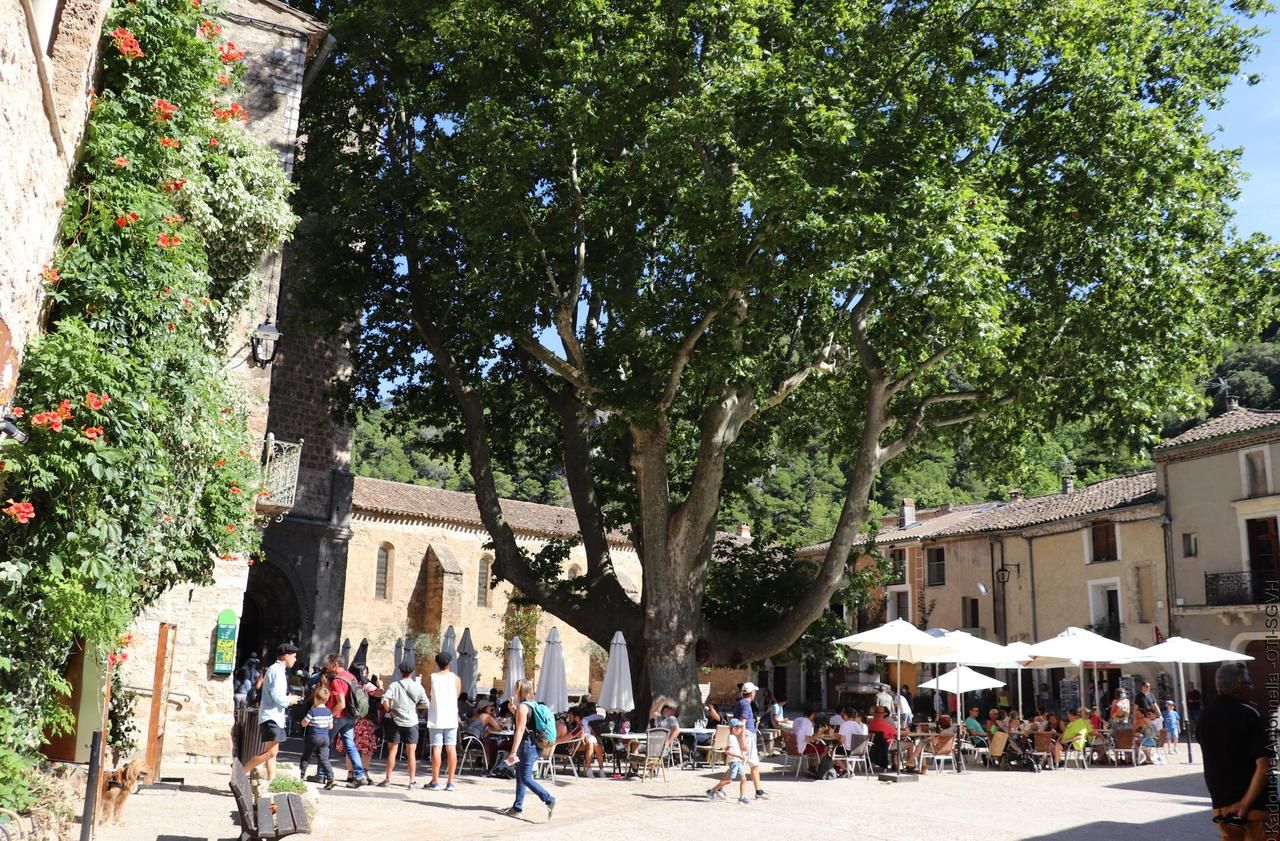 Dans l’Hérault, le platane de SaintGuilhemleDésert est entré dans l