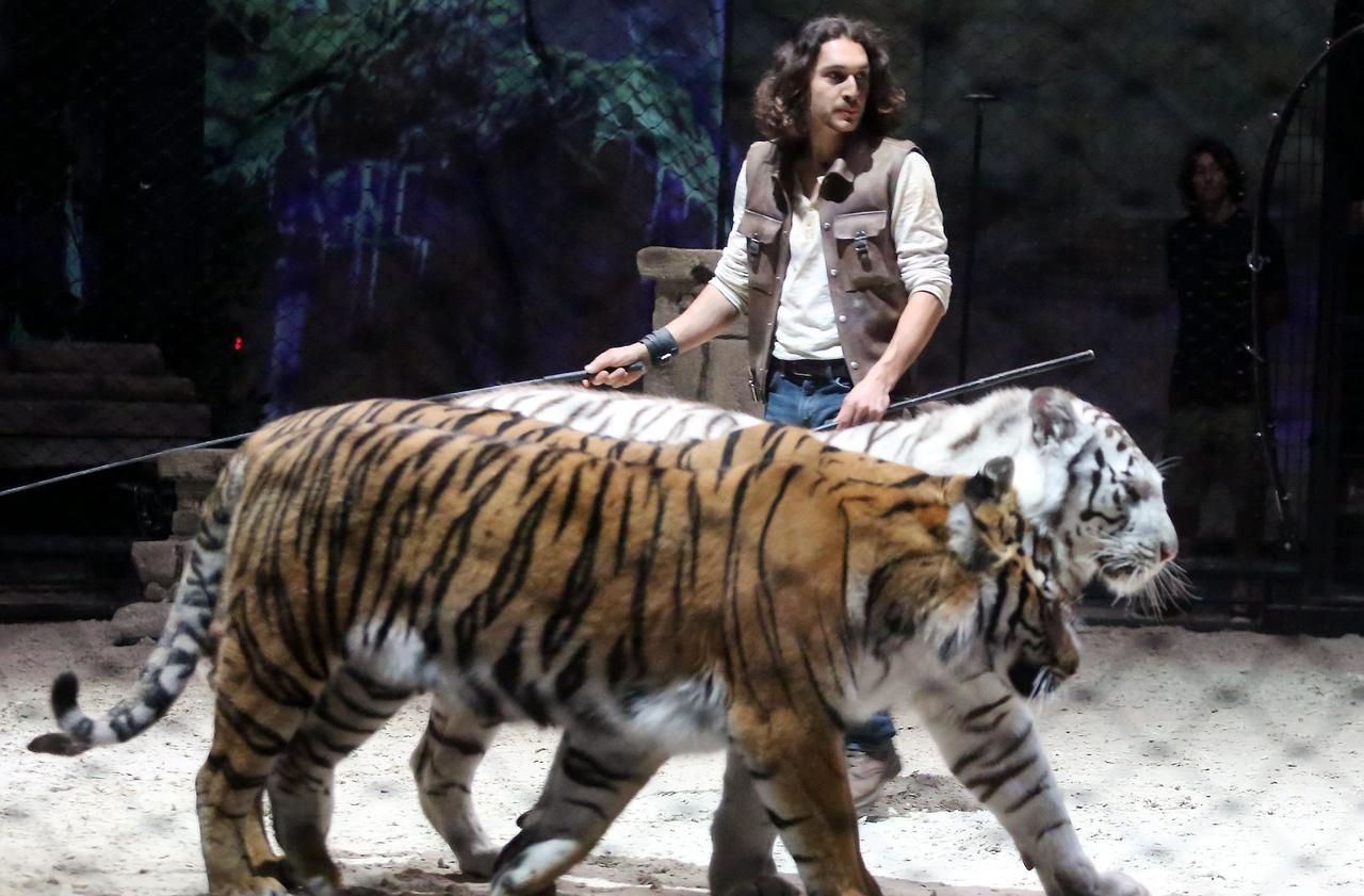 Defense Des Animaux Au Zoo D Amneville Il N Y Aura Plus De Dressage De Tigres Le Parisien