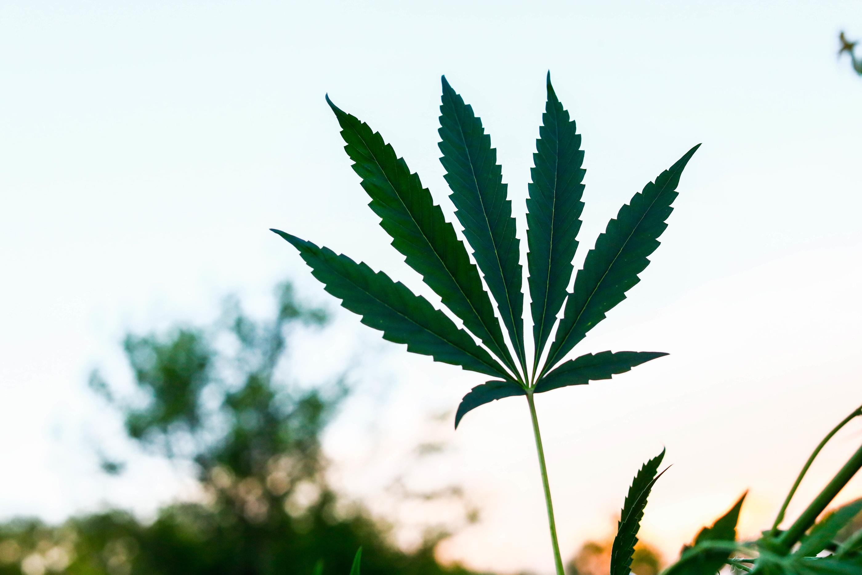 (Illustration). Environ 1,5 kg de plants de cannabis ont été découverts chez le responsable associatif par la police. Des analyses sont en cours pour déterminer s'il s'agit de (vrai) cannabis, ou de CBD. LP/Olivier Corsan