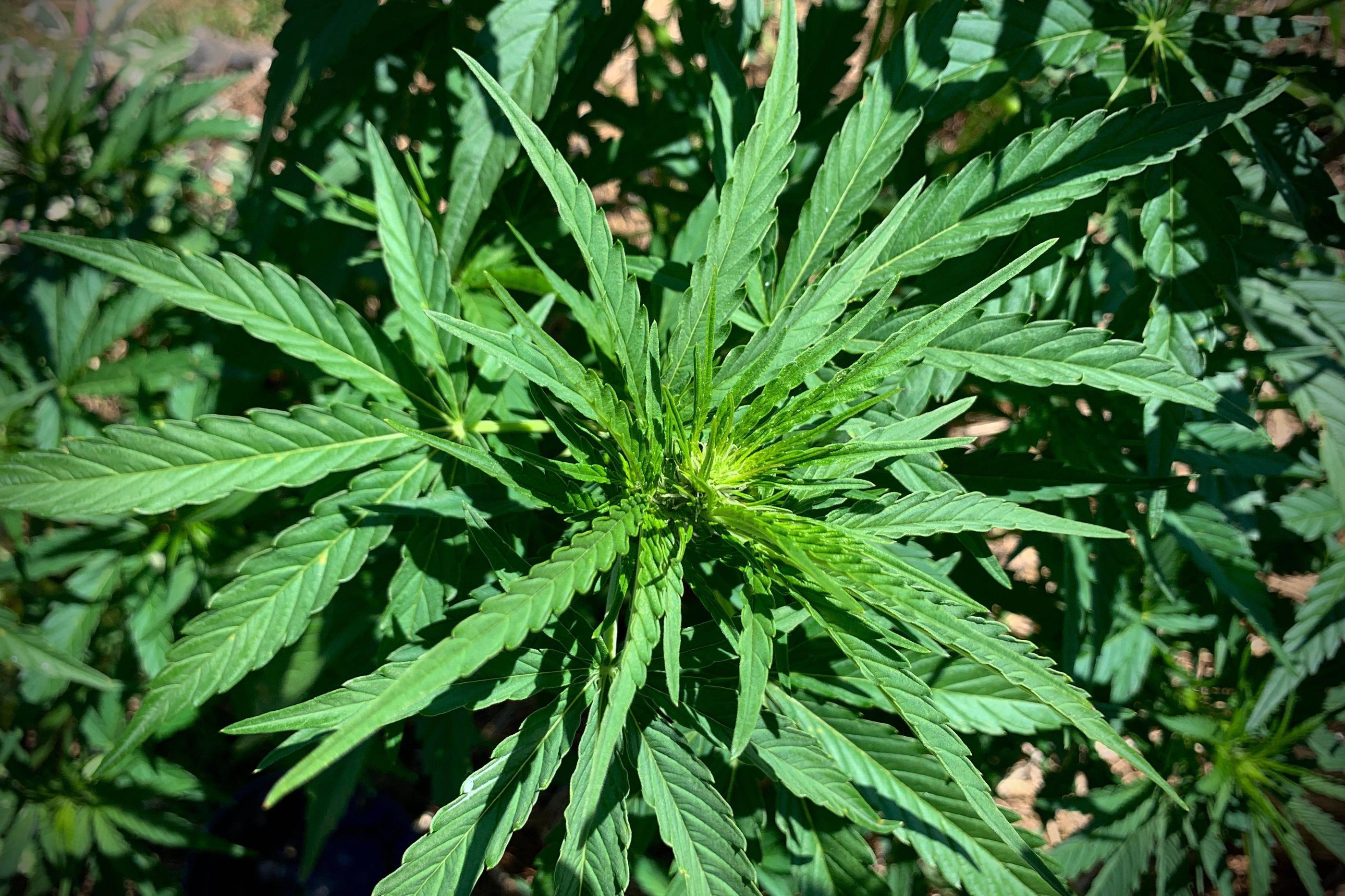 L'instruction a révélé l'existence de six fermes de cannabis pour une production estimée à 1,5 million d’euros par an en quatre récoltes. LP/Frédéric Dugit