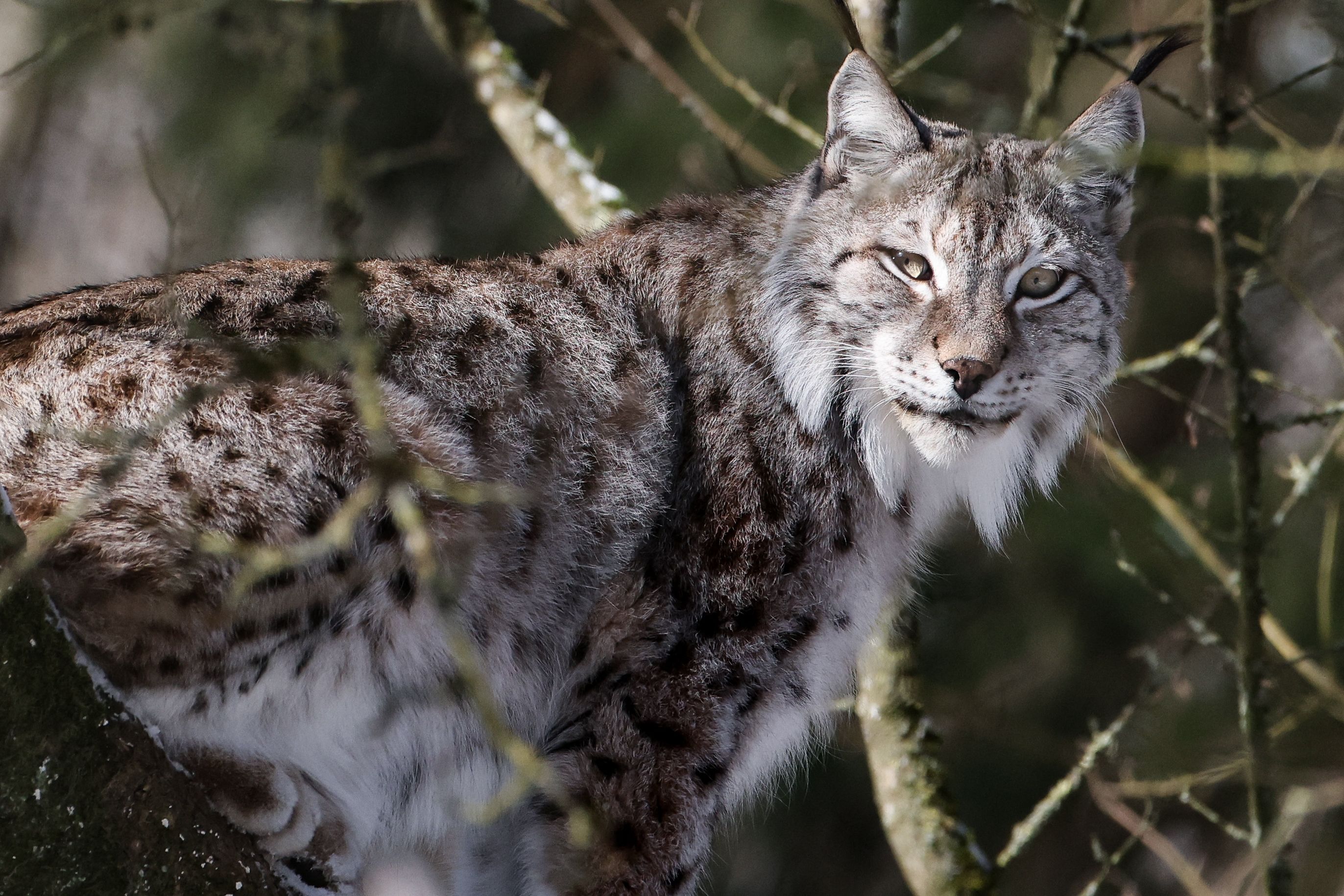 Wildlife The Lynx Victim Of Serial Collisions In The Jura The Limited Times