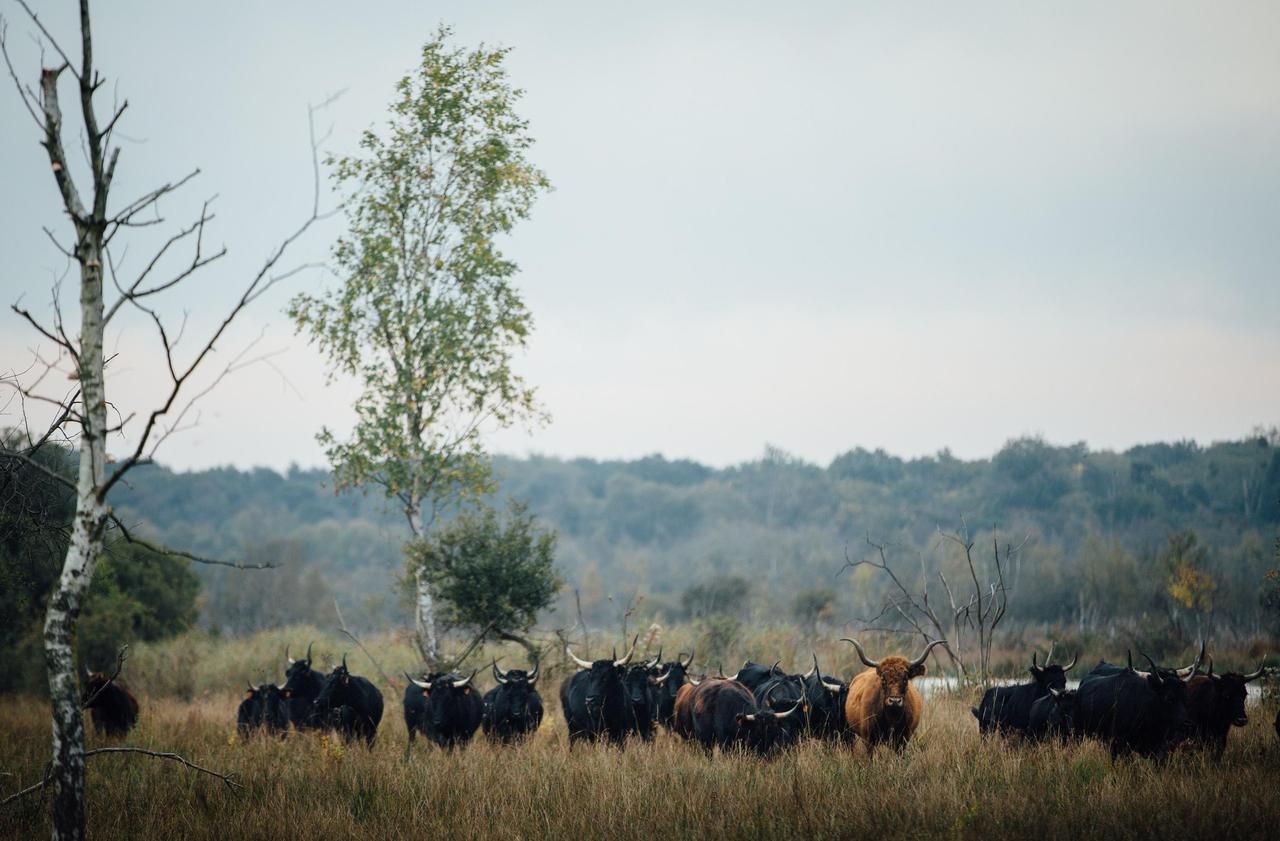 <b></b> Les marais de Sacy, zone humide et tourbeuse, sont entretenus en écopâturage à l’aide d’un troupeau de vaches camarguaises.