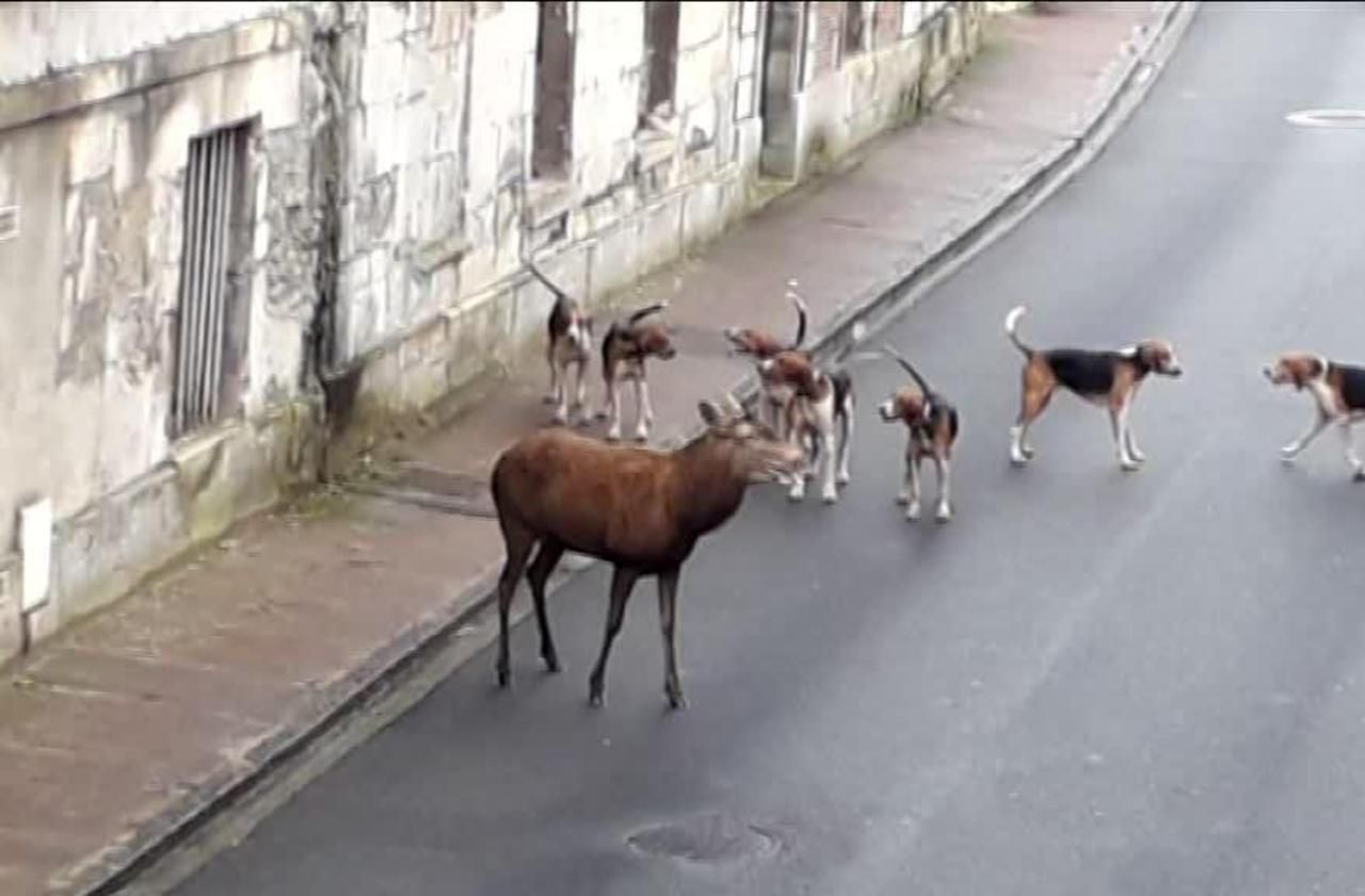 <b></b> Le cerf s’était réfugié dans les rues de la ville où il a été poursuivi par la meute.