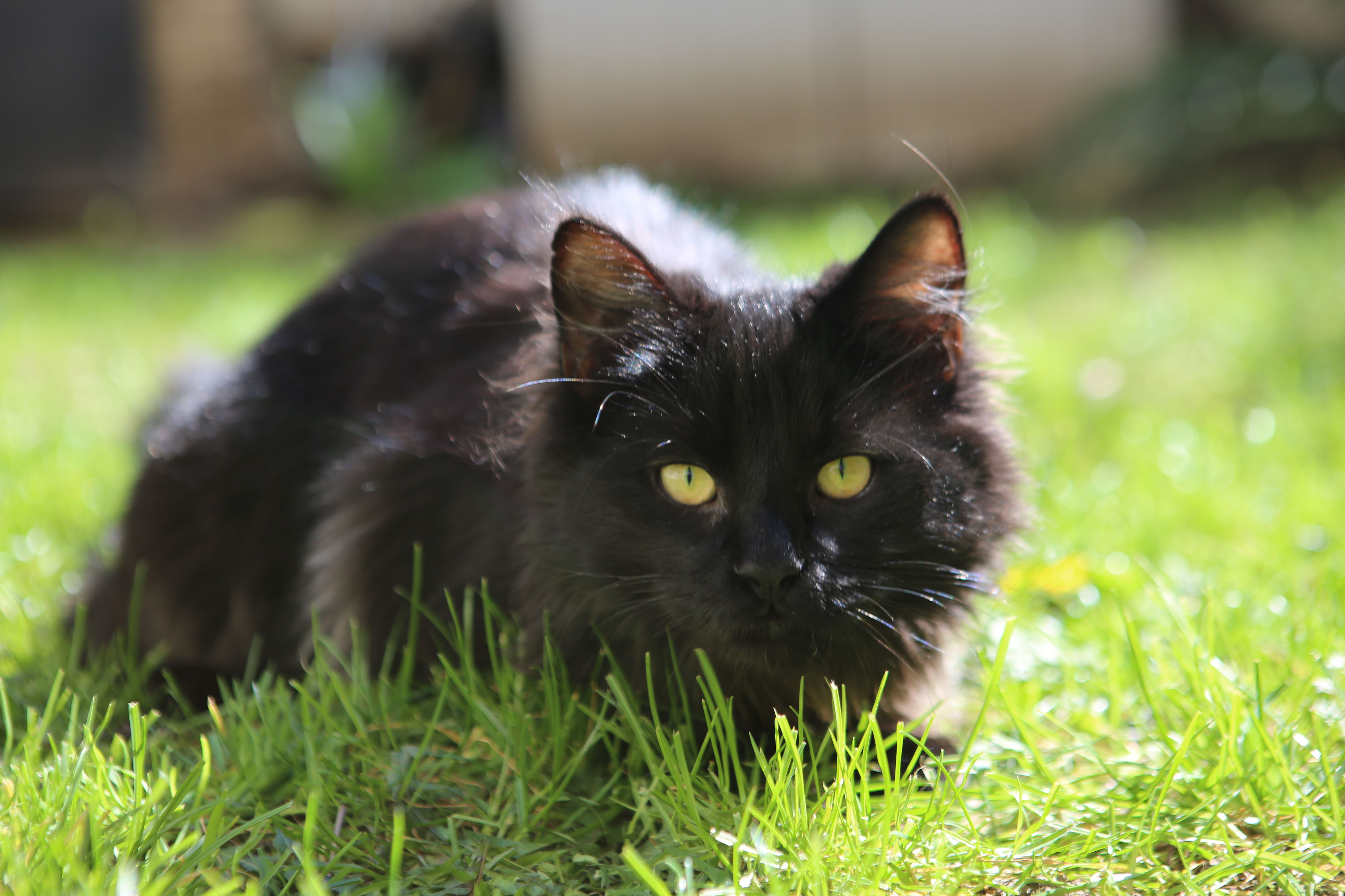 «Il couvrait le son de la télé»... un chat bat le record du monde du  ronronnement le plus fort - Le Parisien