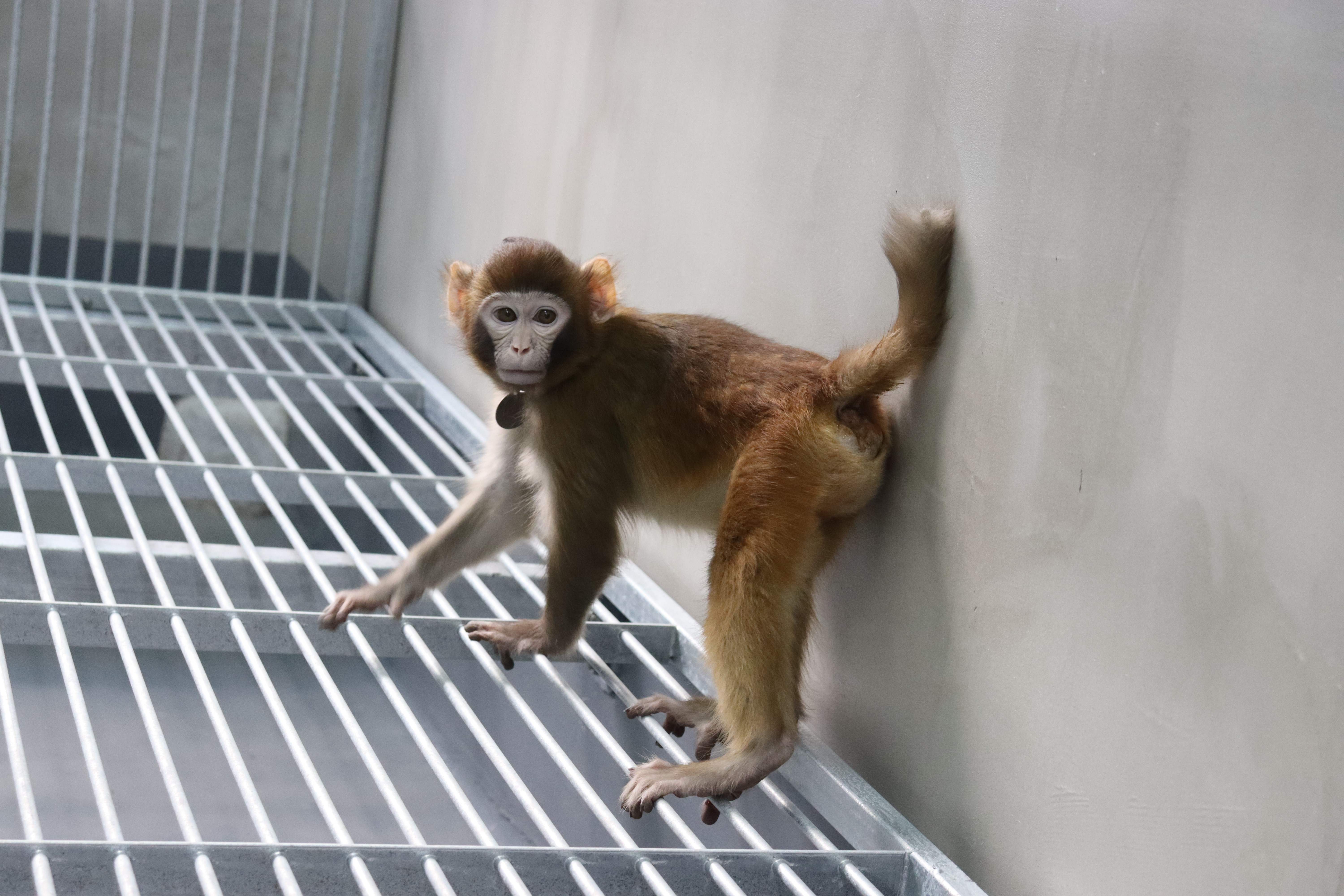 Retro, le macaque rhesus cloné, alors âgé de 17 mois. Nature Communications/Zhaodi Liao et al.