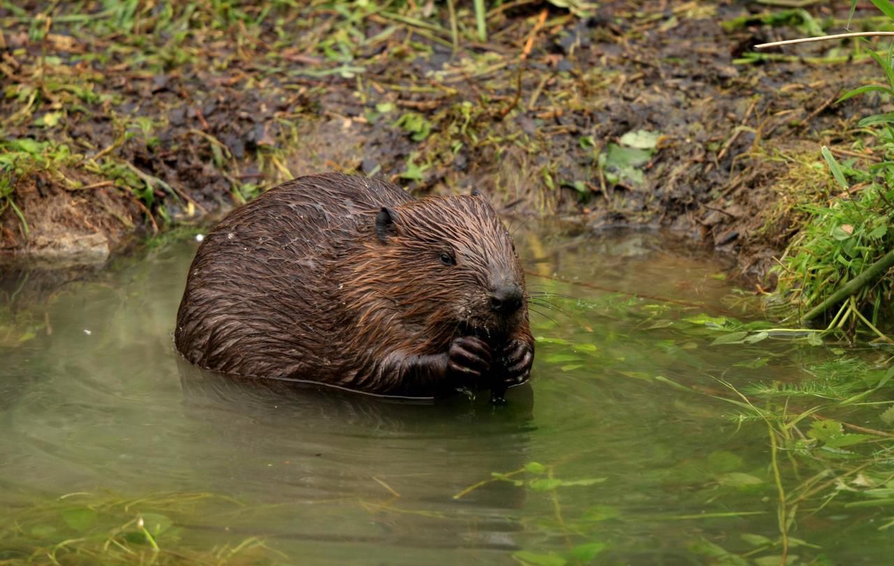 <b></b> Le castor d’Europe fait son grand retour, notamment dans la rivière Essonne. Le parc du Gâtinais aide le grand public à distinguer son habitat. 