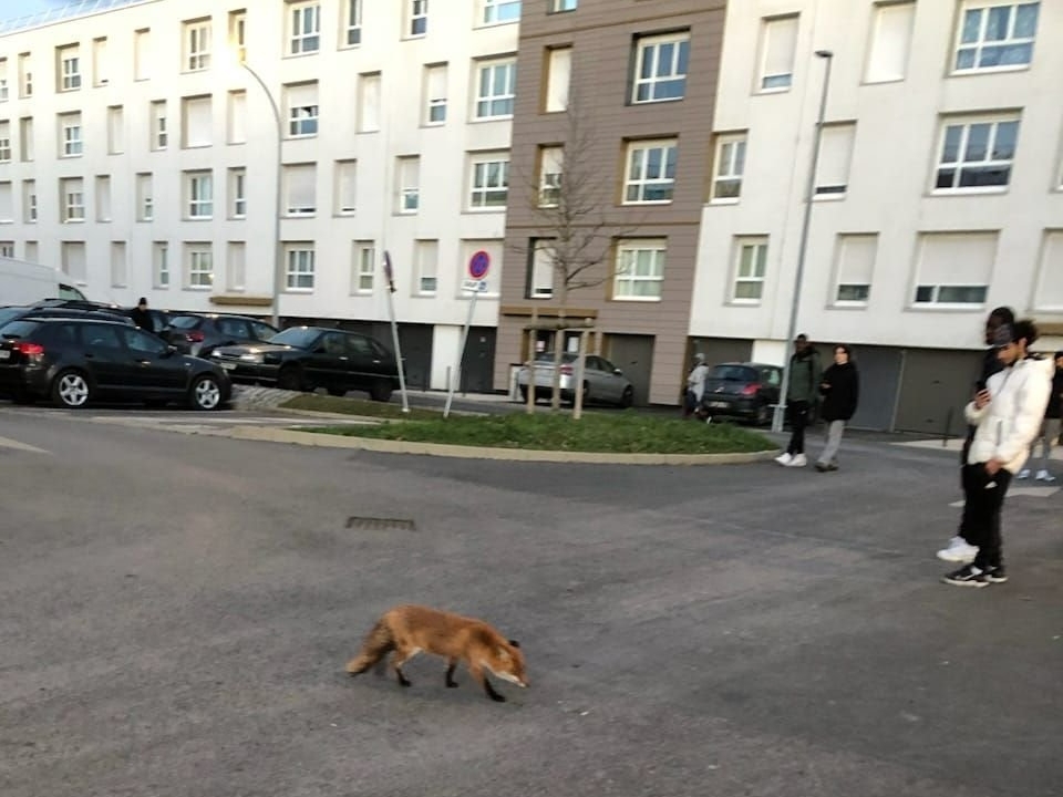 Brétigny-sur-Orge (Essonne), en janvier 2024. Depuis plusieurs jours, un renard se promène dans la cité la Fontaine de Brétigny-sur-Orge, attisant la curiosité des habitants. DR