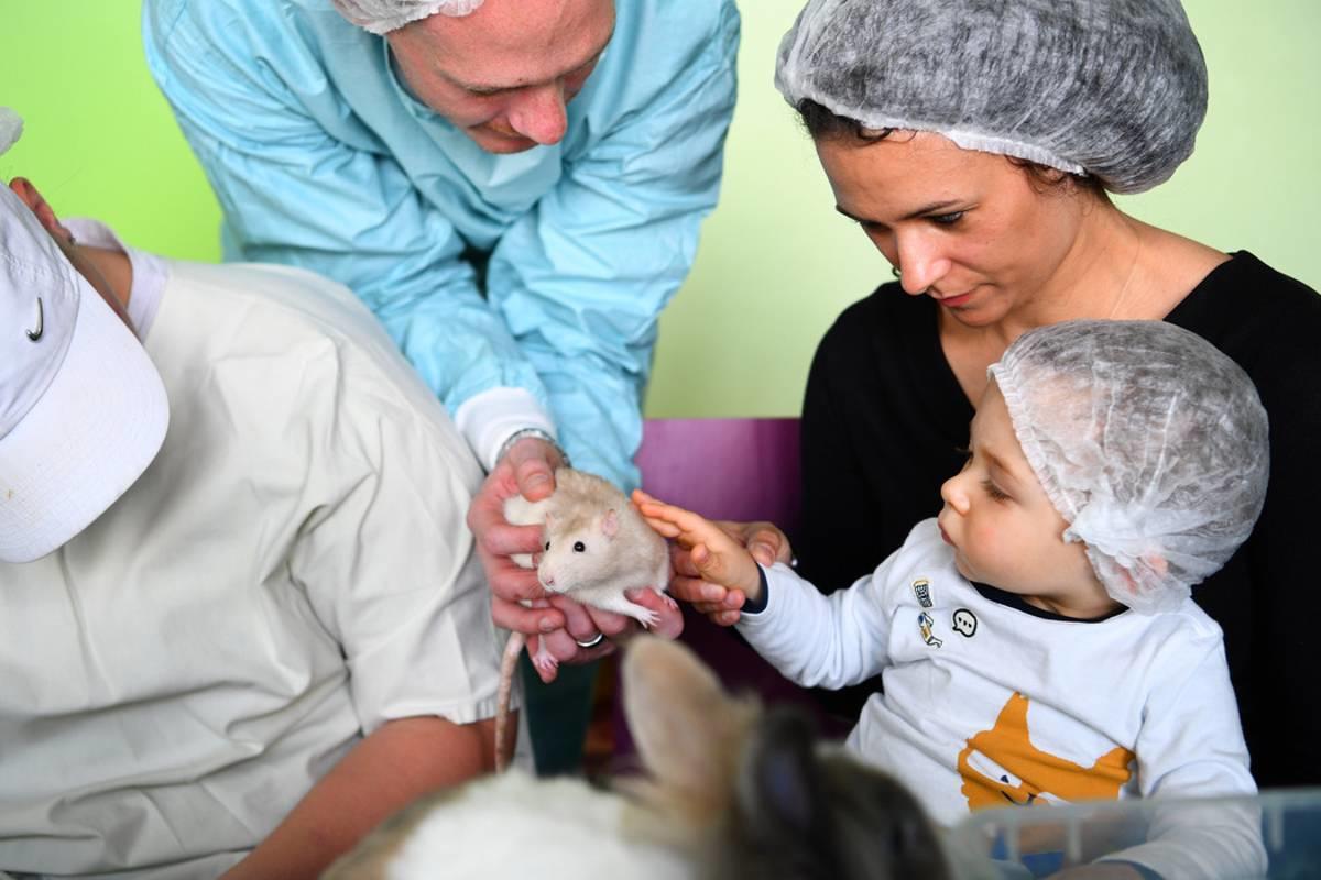 Chaque mardi et jeudi, l’association Ani’nomade propose à des enfants malades du service d’hémato-oncologie pédiatrique du CHU de Dijon (Côte-d’Or) de caresser, nourrir ou brosser une ribambelle de lapins, cochons d’Inde, rats ou chinchillas. Photo DR