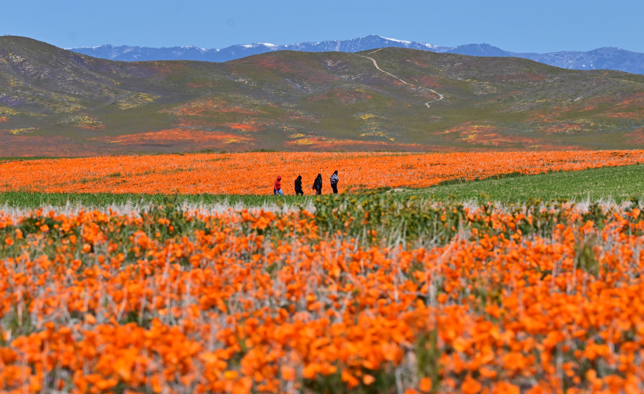 Après un hiver chagrin, la Californie retrouve son âme fleur – L