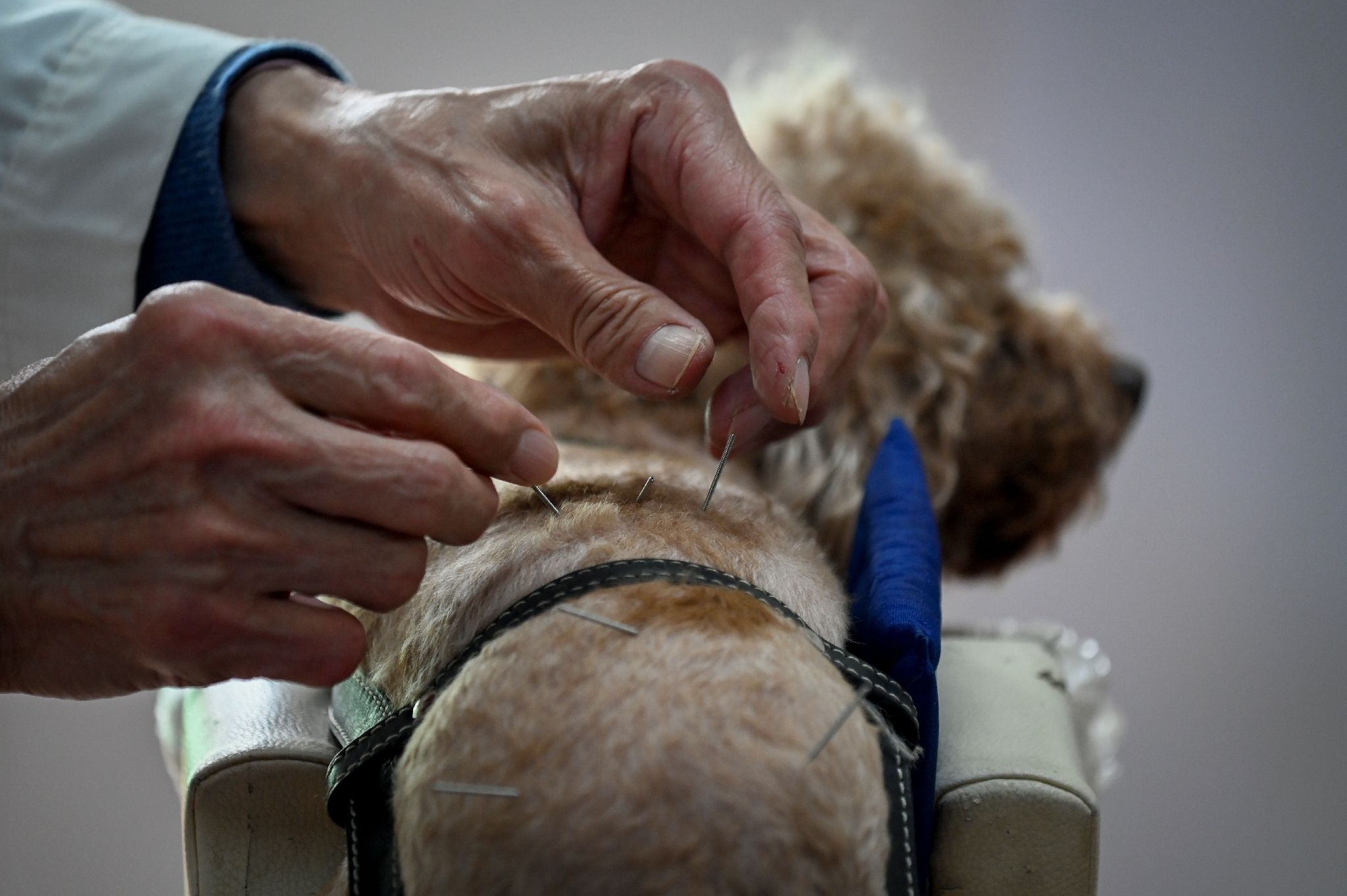 En Chine l acupuncture c est aussi pour chiens et chats L Express