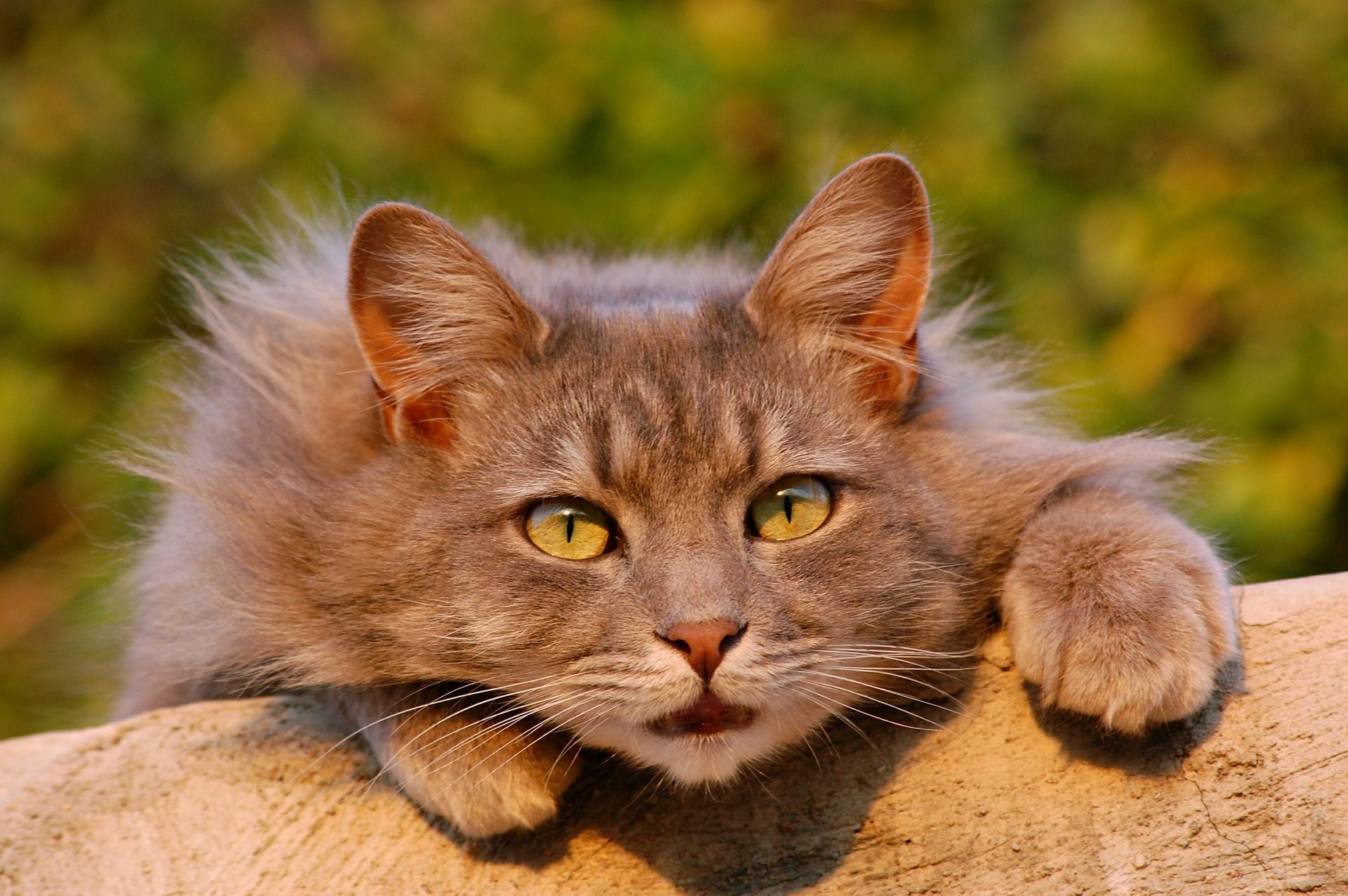 Les chats sont-ils de dangereux ennemis de la biodiversité?