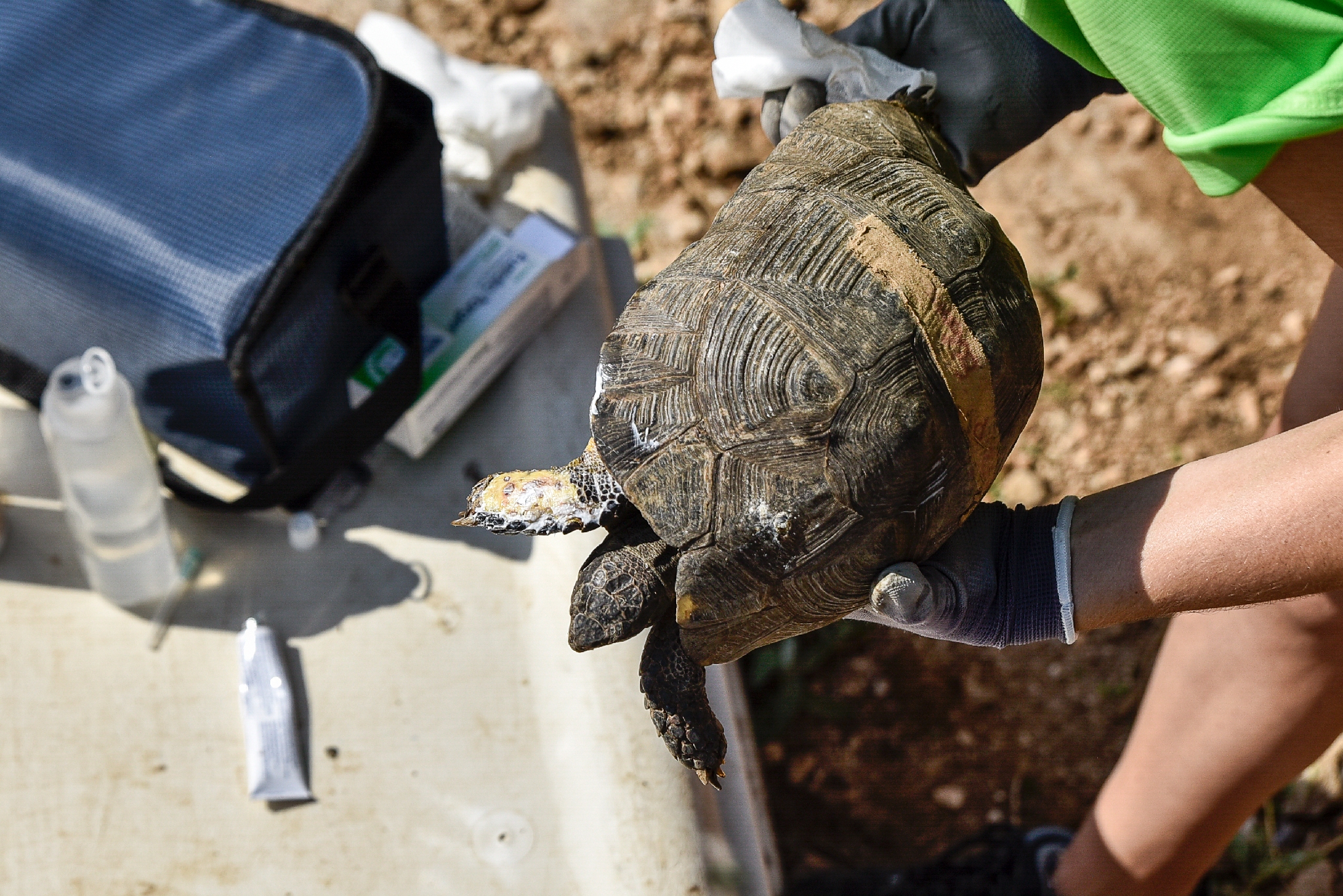 70 idées de Enclos tortues  enclos tortue, habitat de la tortue