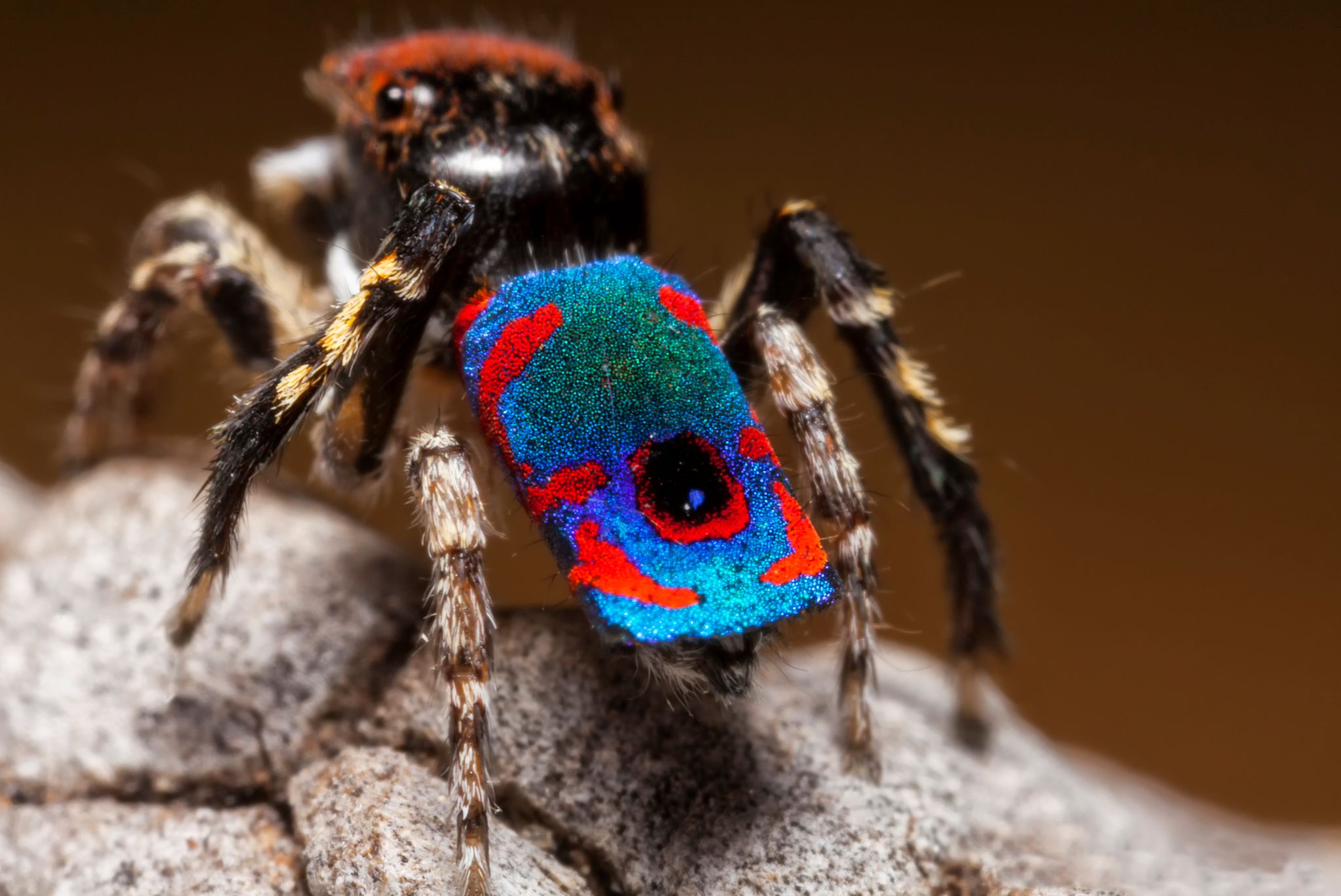 Une nouvelle (et grosse) espèce d'araignée découverte en Australie