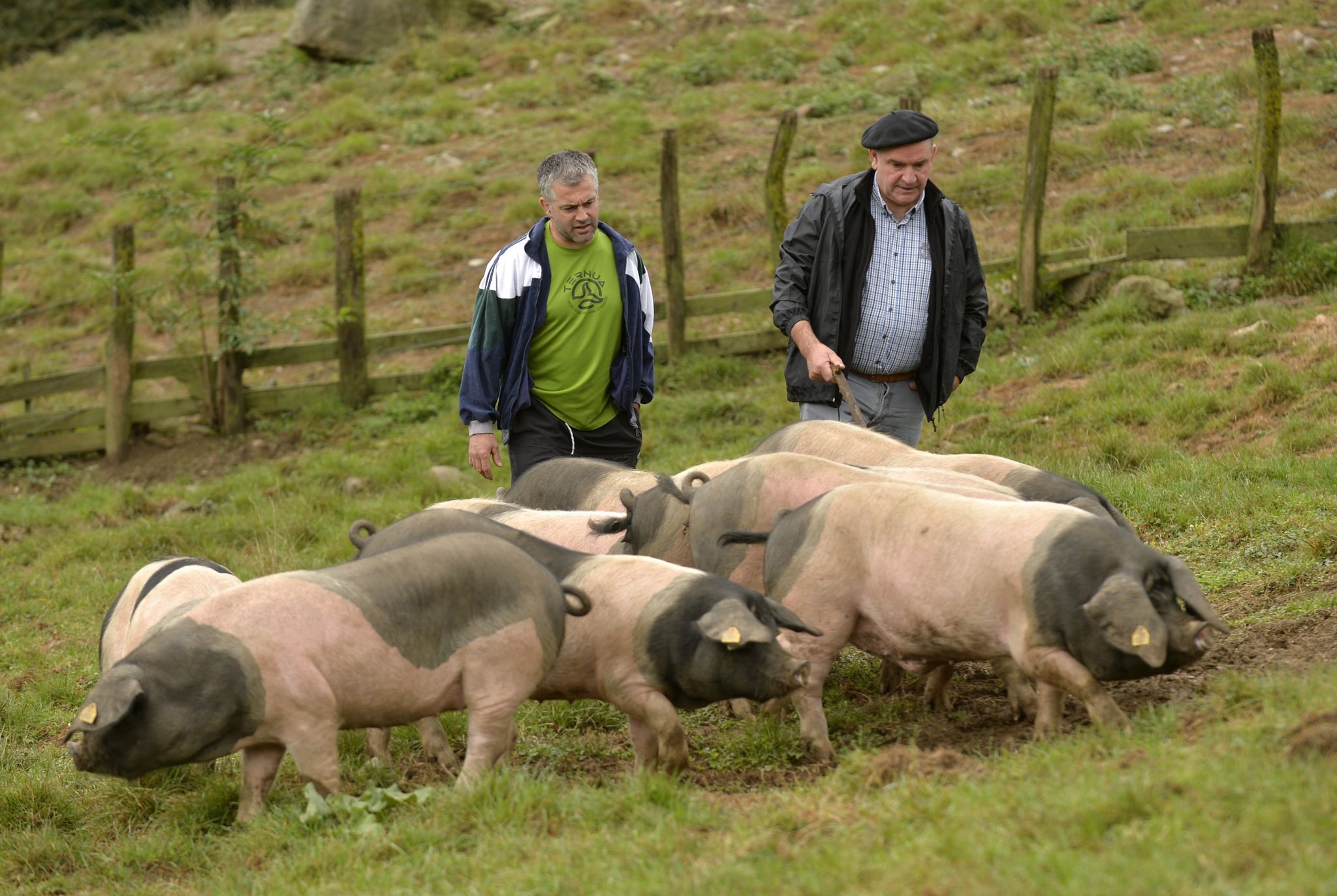 Dans le Pays basque, à la découverte du cochon Kintoa - Le Parisien