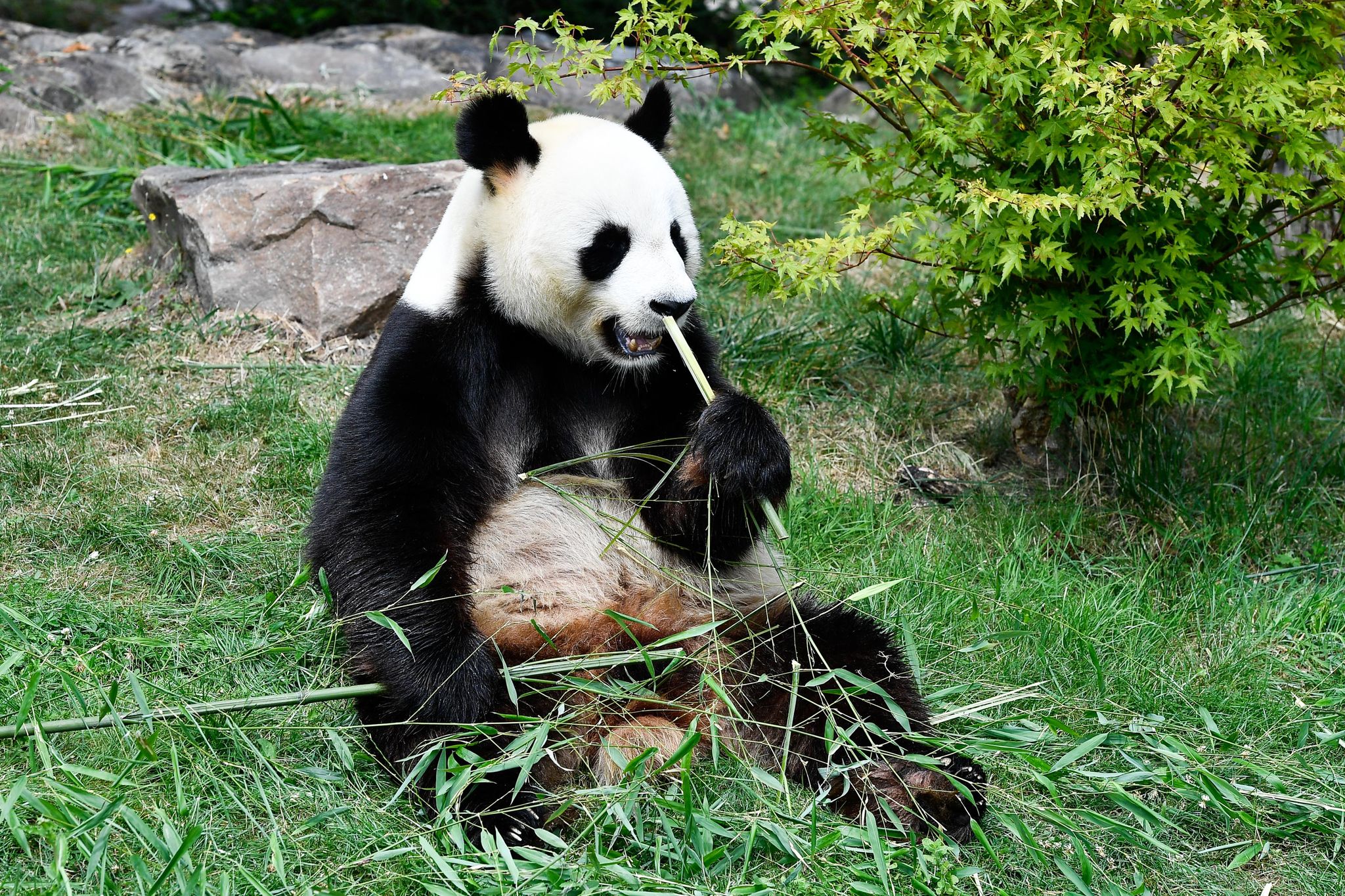 Большая панда сколько живут. Большая Панда. Панда с детёнышем. Сколько осталось панд. Сколько больших панд осталось в мире.