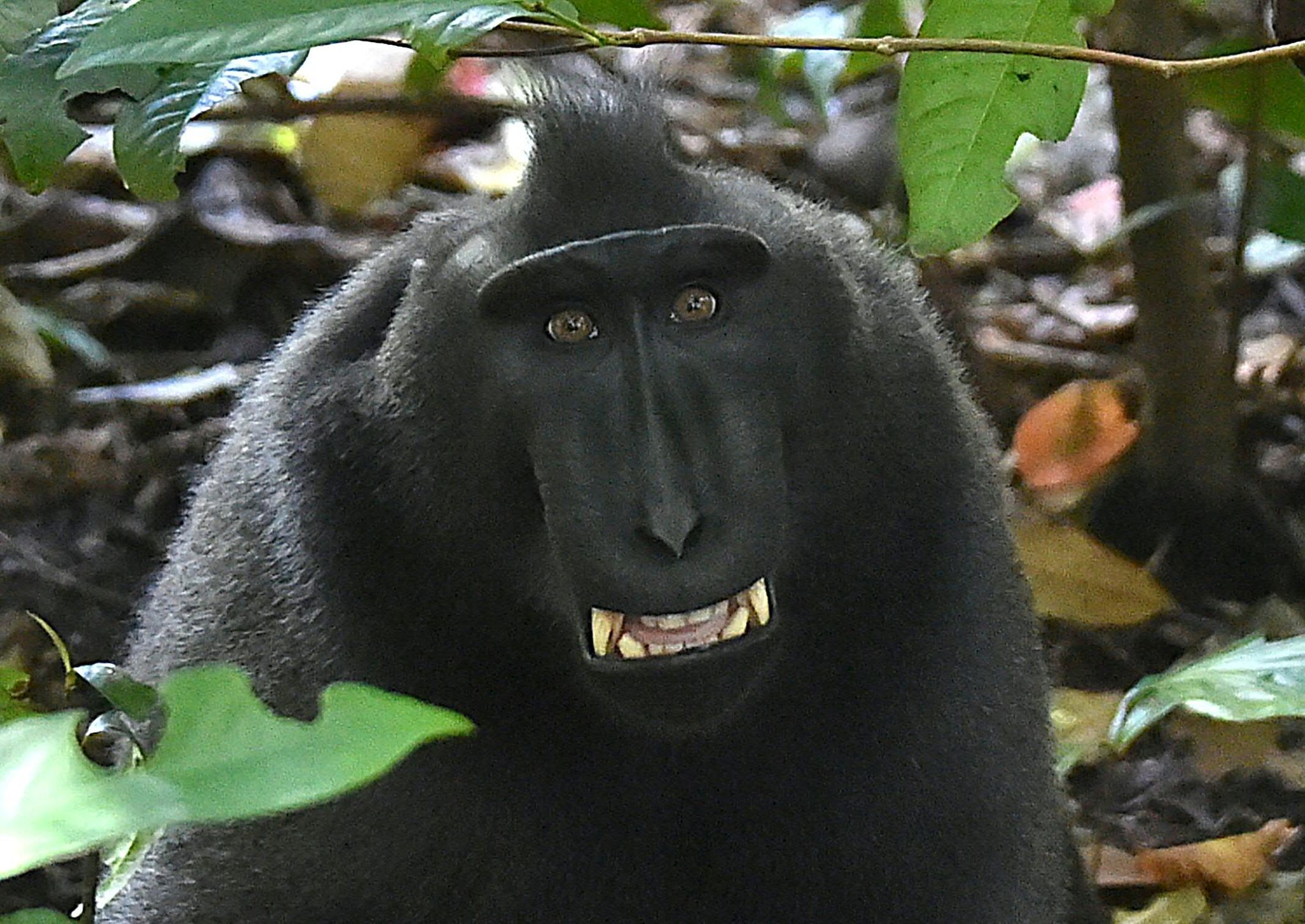 Мемные обезьяны. Черная обезьяна. Черная мартышка. Черная макака. Черная обезьяна улыбается.