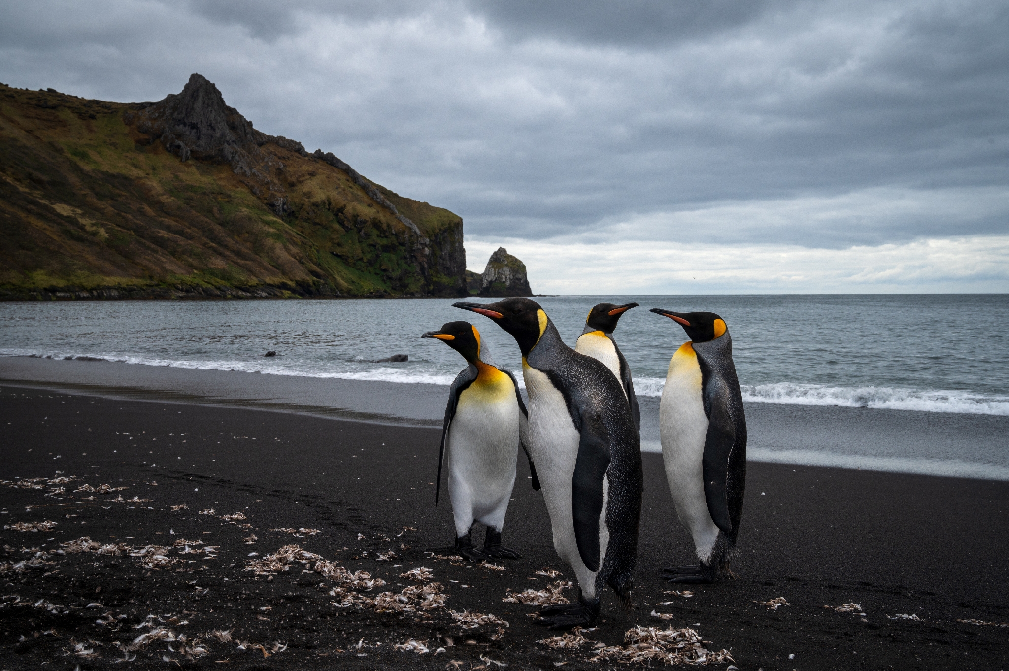Manchots Empereurs Sur Une Image De Plage Frédéric Les manchots royaux de Crozet menacés par le réchauffement climatique -  L'Express