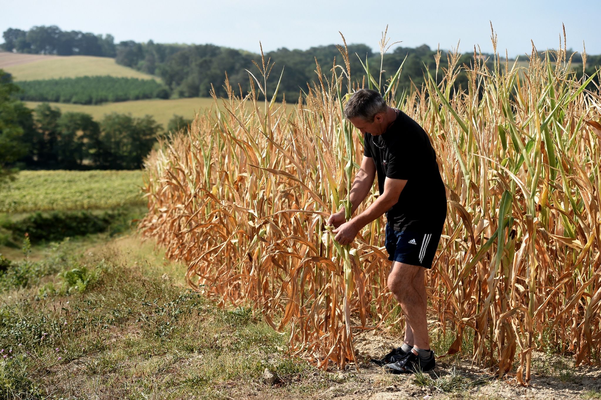 Science De L Agriculture Et De L élevage Codycross Le maïs, une plante tropicale devenue indispensable à l'élevage, mais  inadaptée aux sécheresses - L'Express