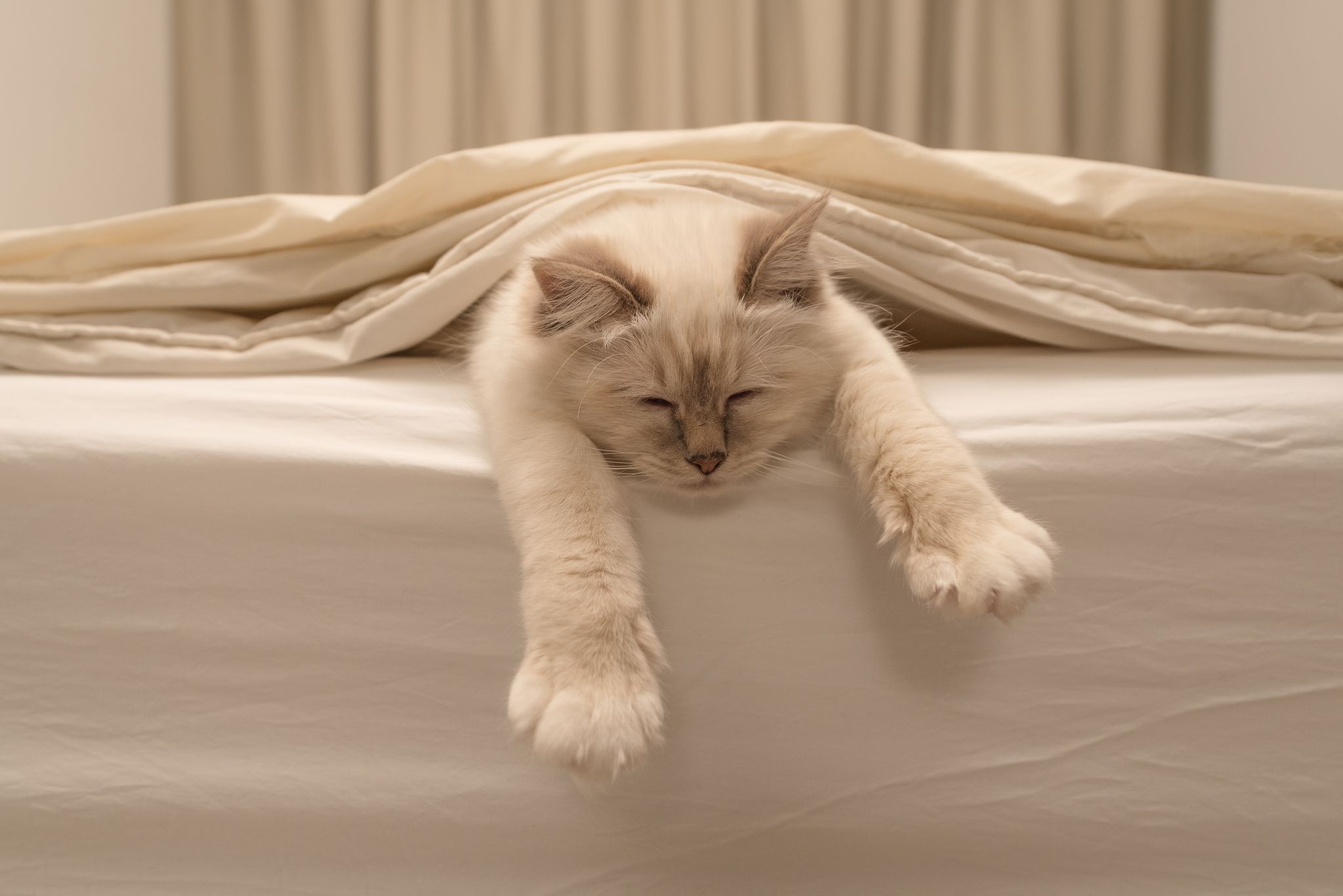 Котенок в постели. Котик в кровати. Котик нежится в кроватке. Кровать для кошки.