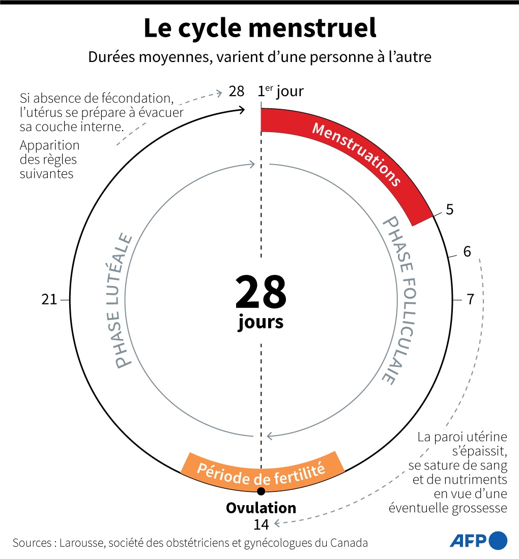 schéma du cycle menstruel