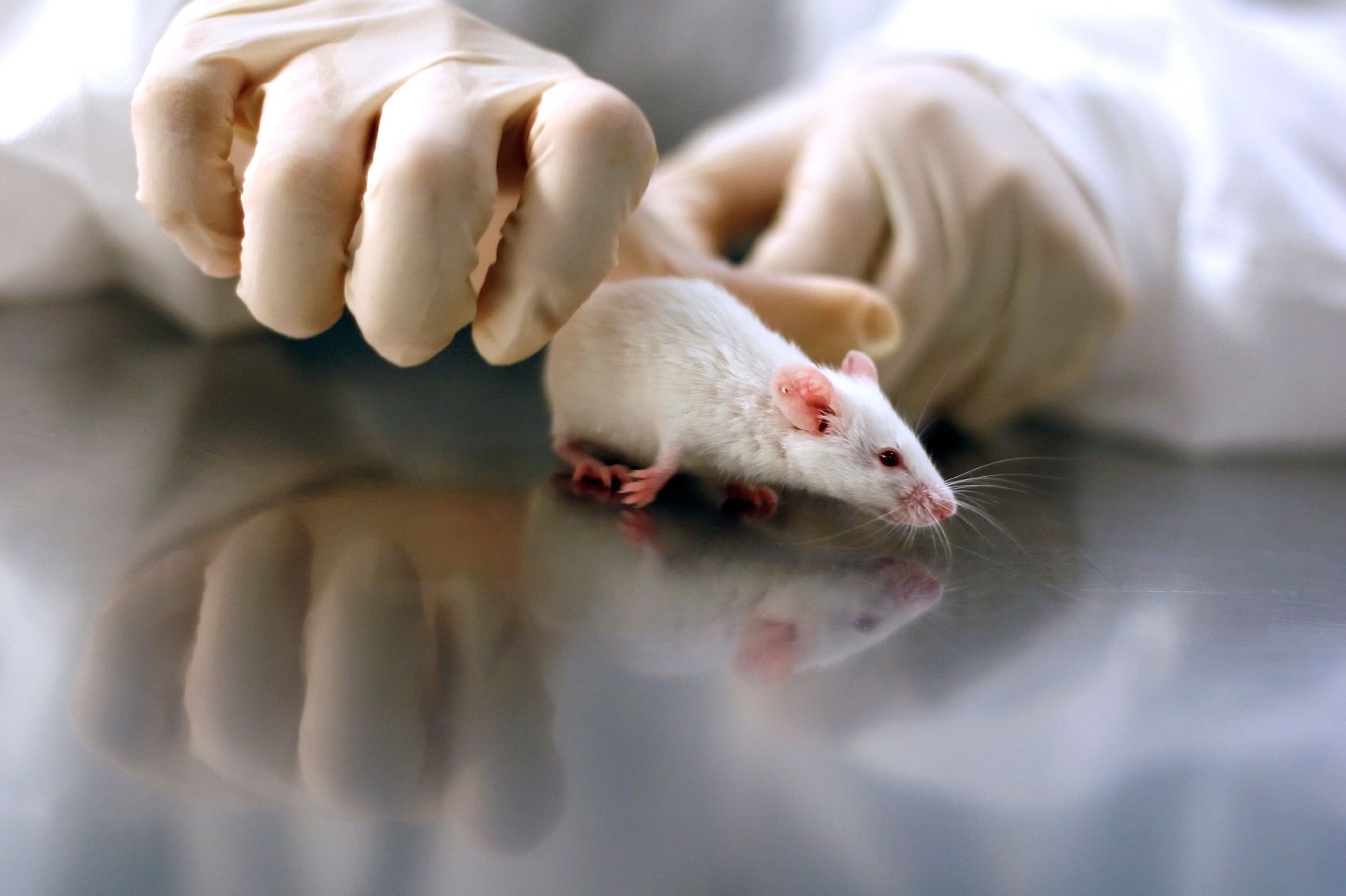 Des chercheurs prolongent l'espérance de vie des souris