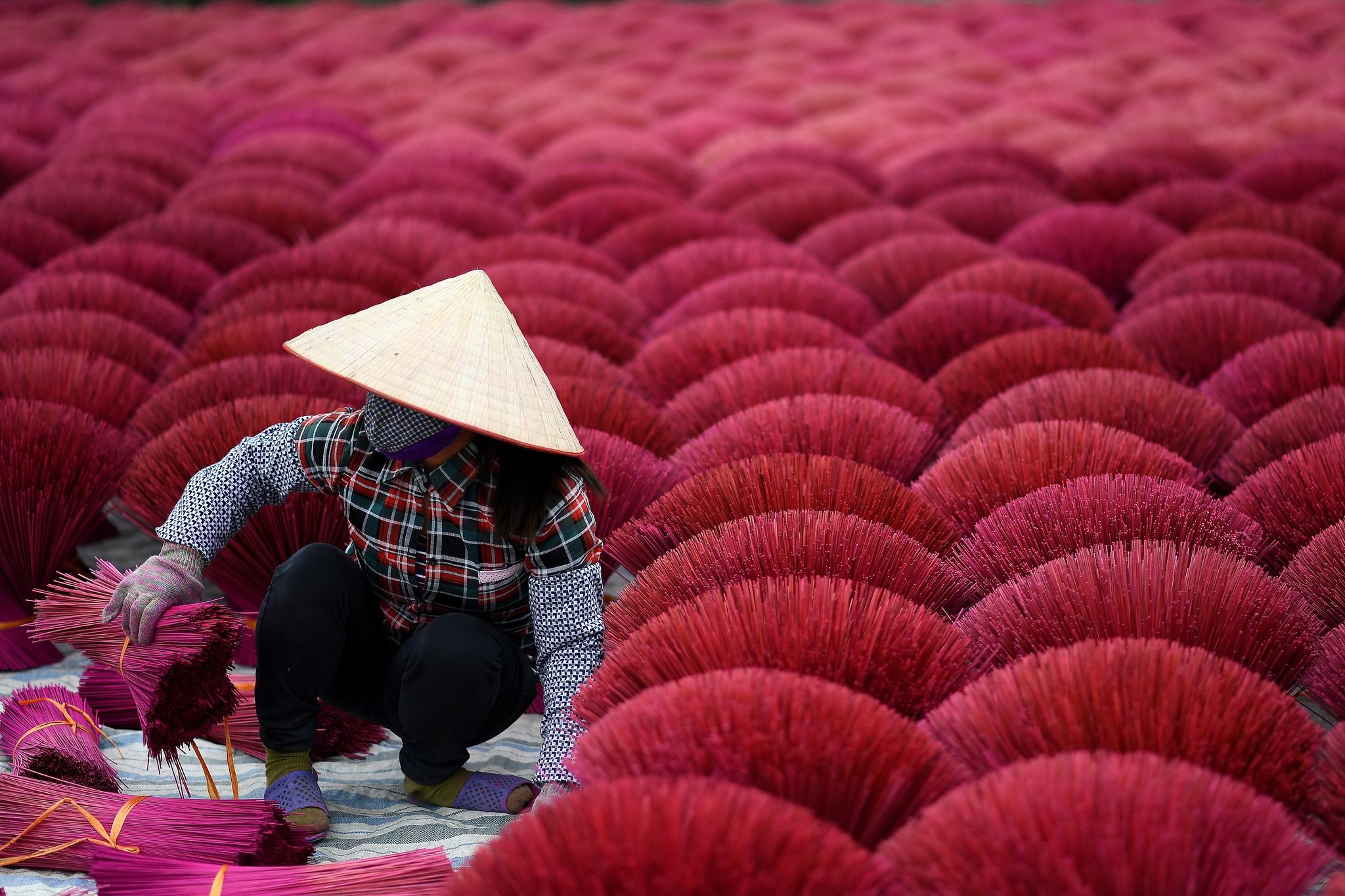 Vietnam: le village de l'encens se pare de rose à l'approche du Nouvel an  lunaire – L'Express