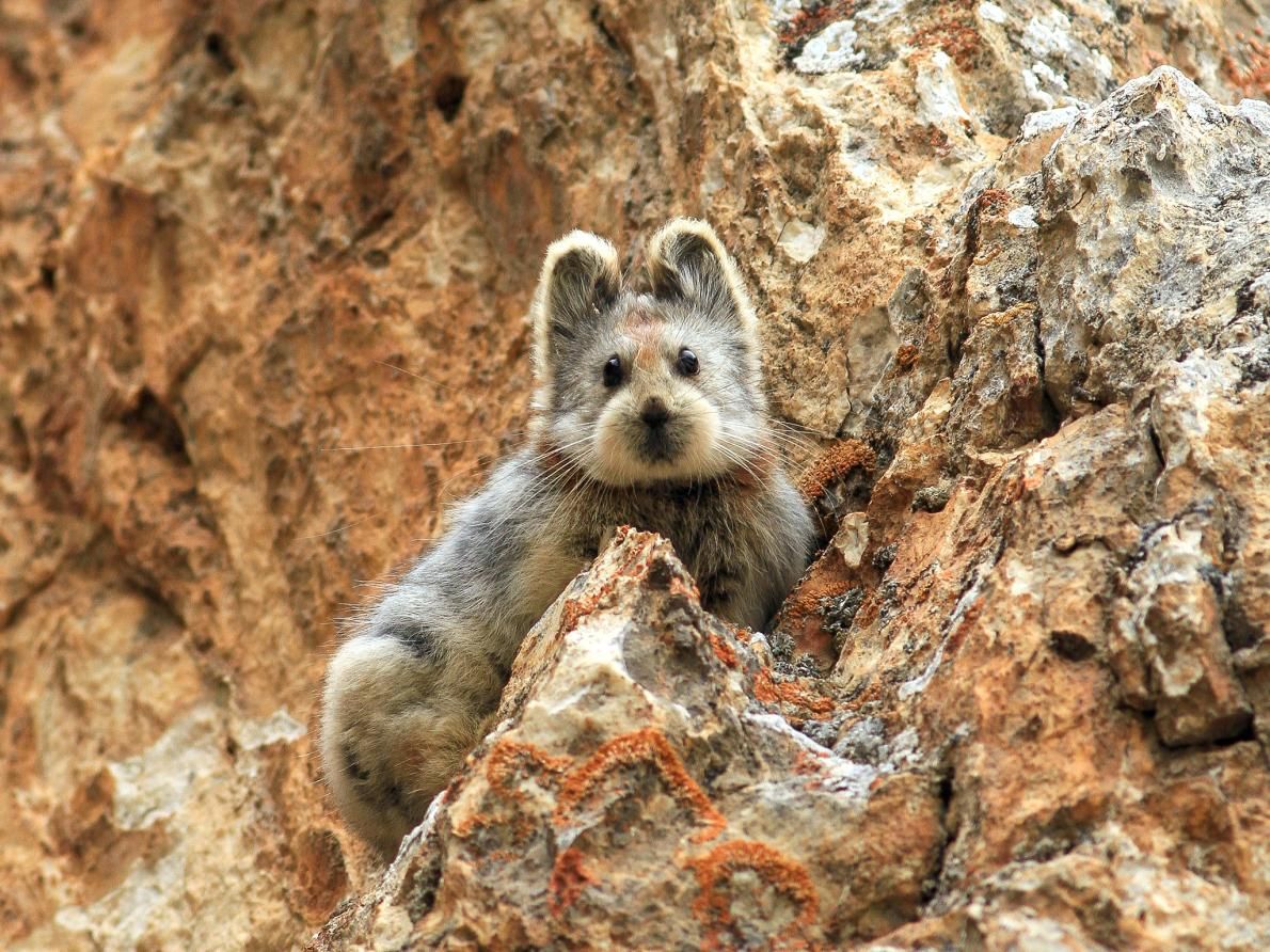 LIli pika, animal menacé aussi rare que mignon – LExpress