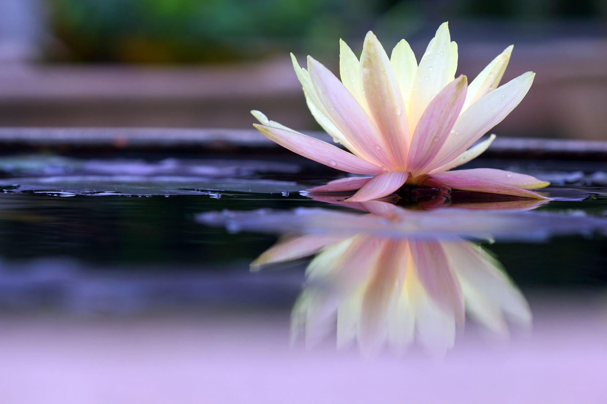 Le lotus, fleur aux multiples vertus – L'Express
