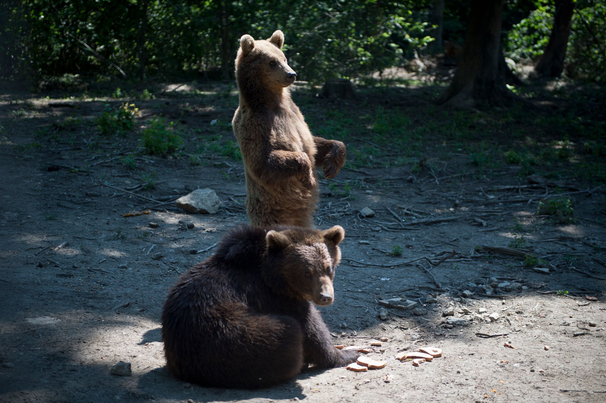 Comment On Dit Ours En Anglais Un centre d'accueil des ours sauvés de la captivité au coeur des Carpates -  L'Express