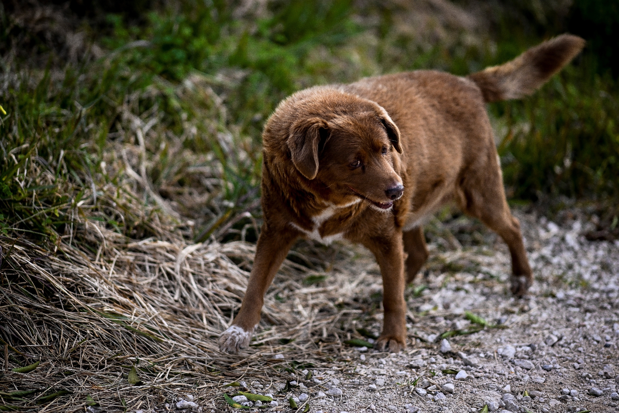 Portugal: Bobi, 30 ans, sacré le chien le plus vieux du monde – L'Express