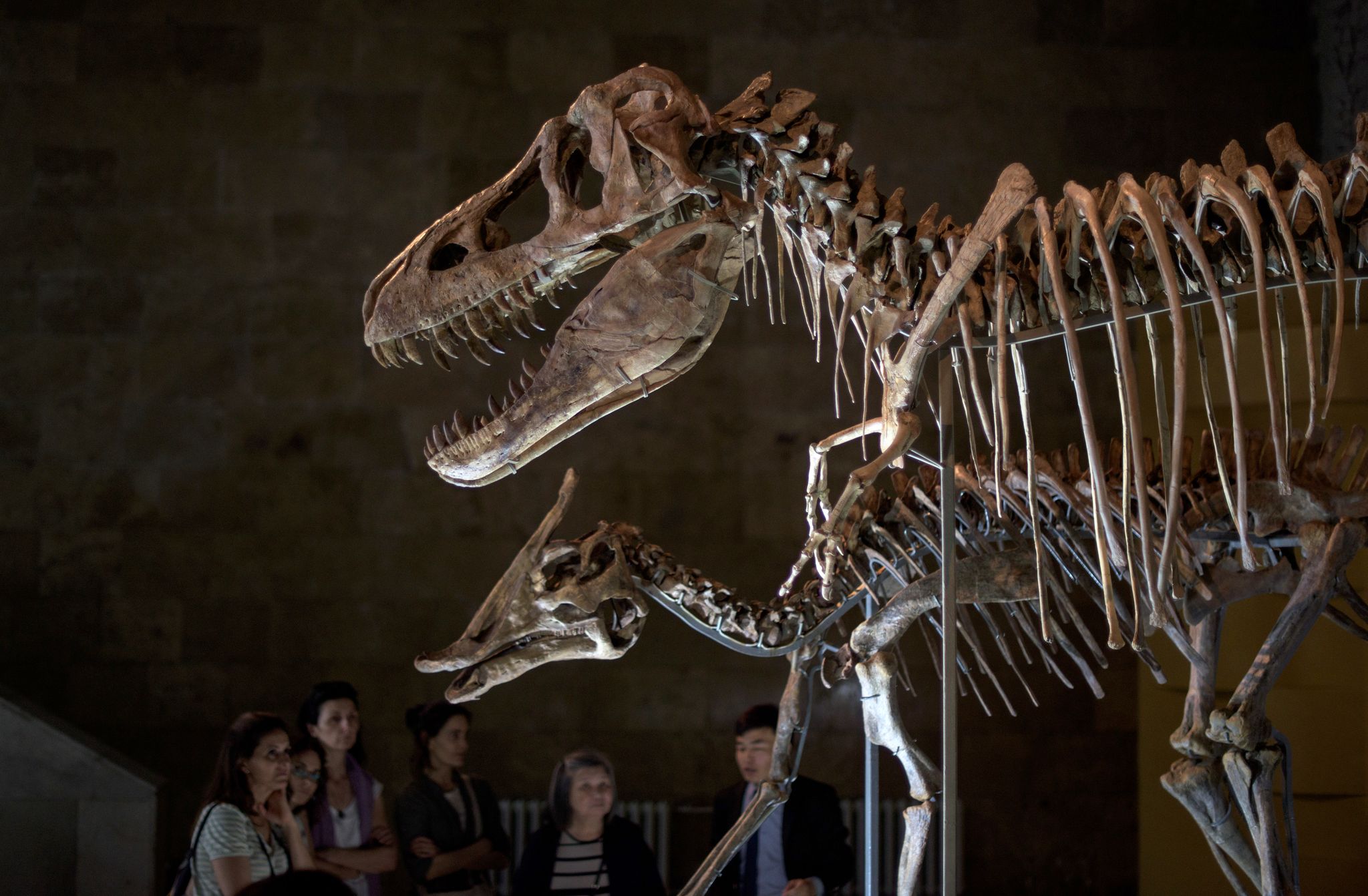 Fossile D'empreinte De Dinosaure