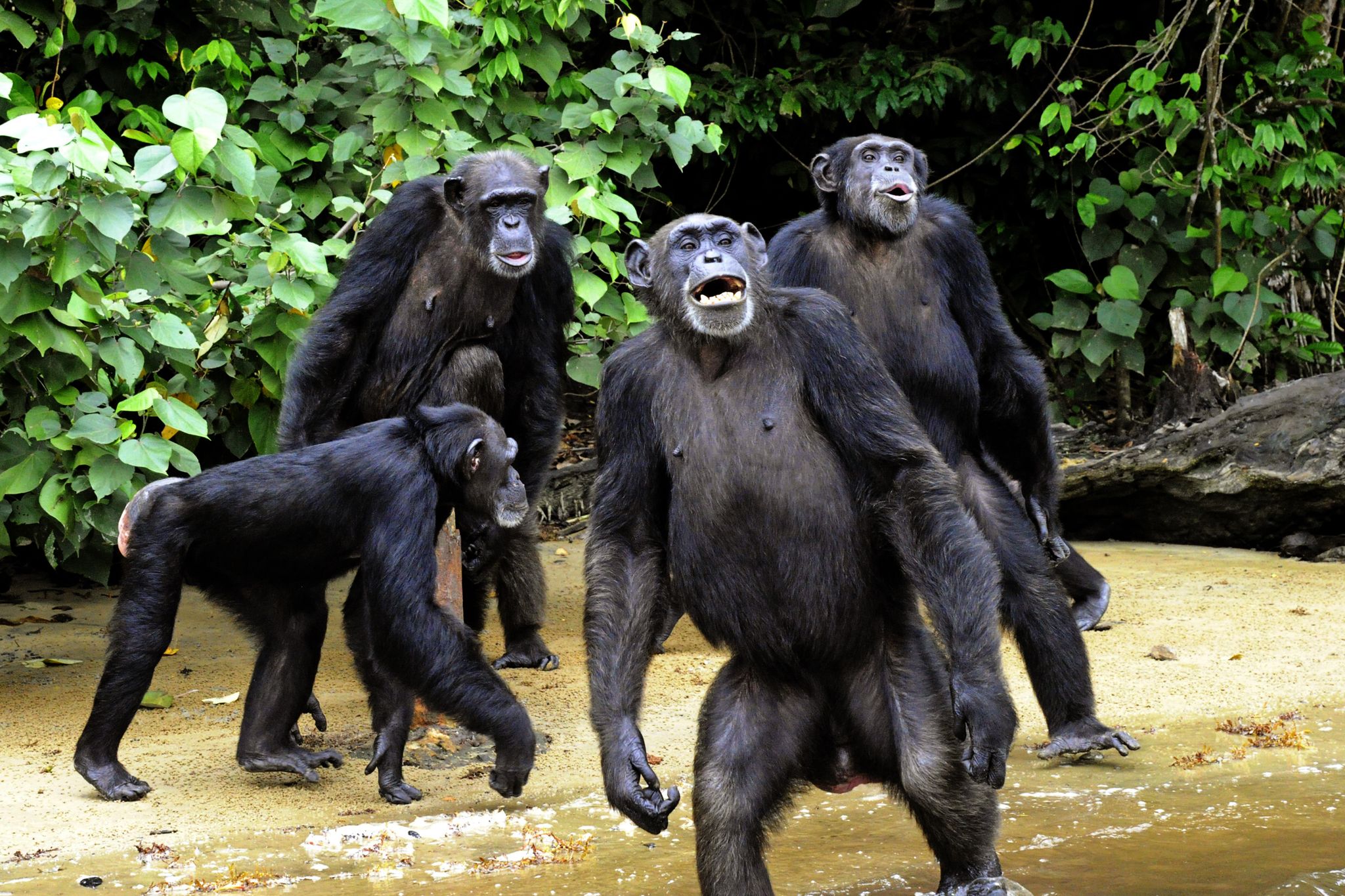 Bonobos : les singes plus proches de l'homme