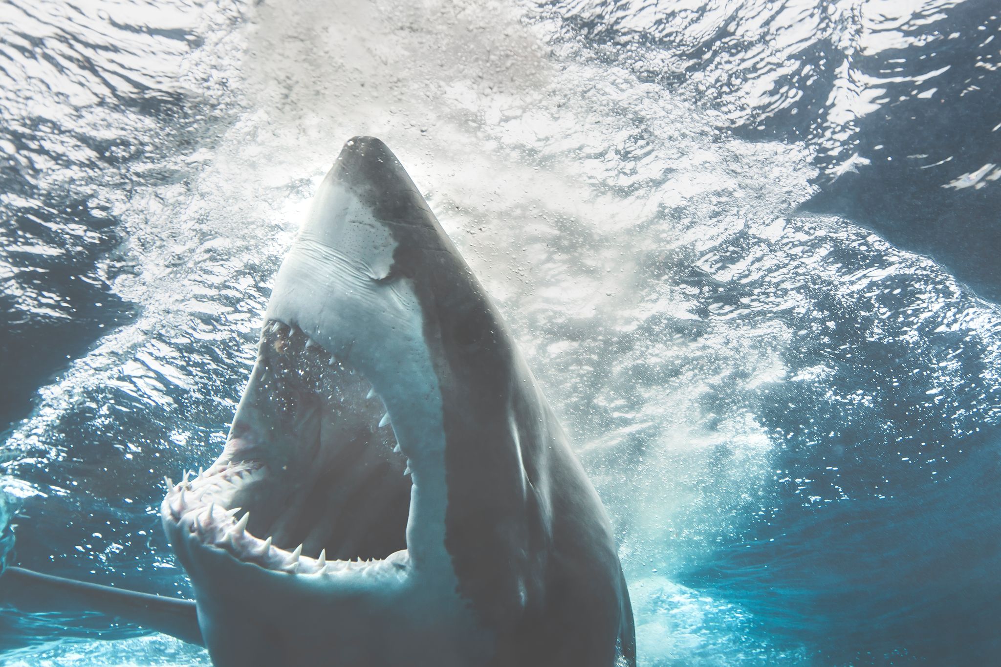 Attaques de requins : l'inutilité des campagnes « punitives »