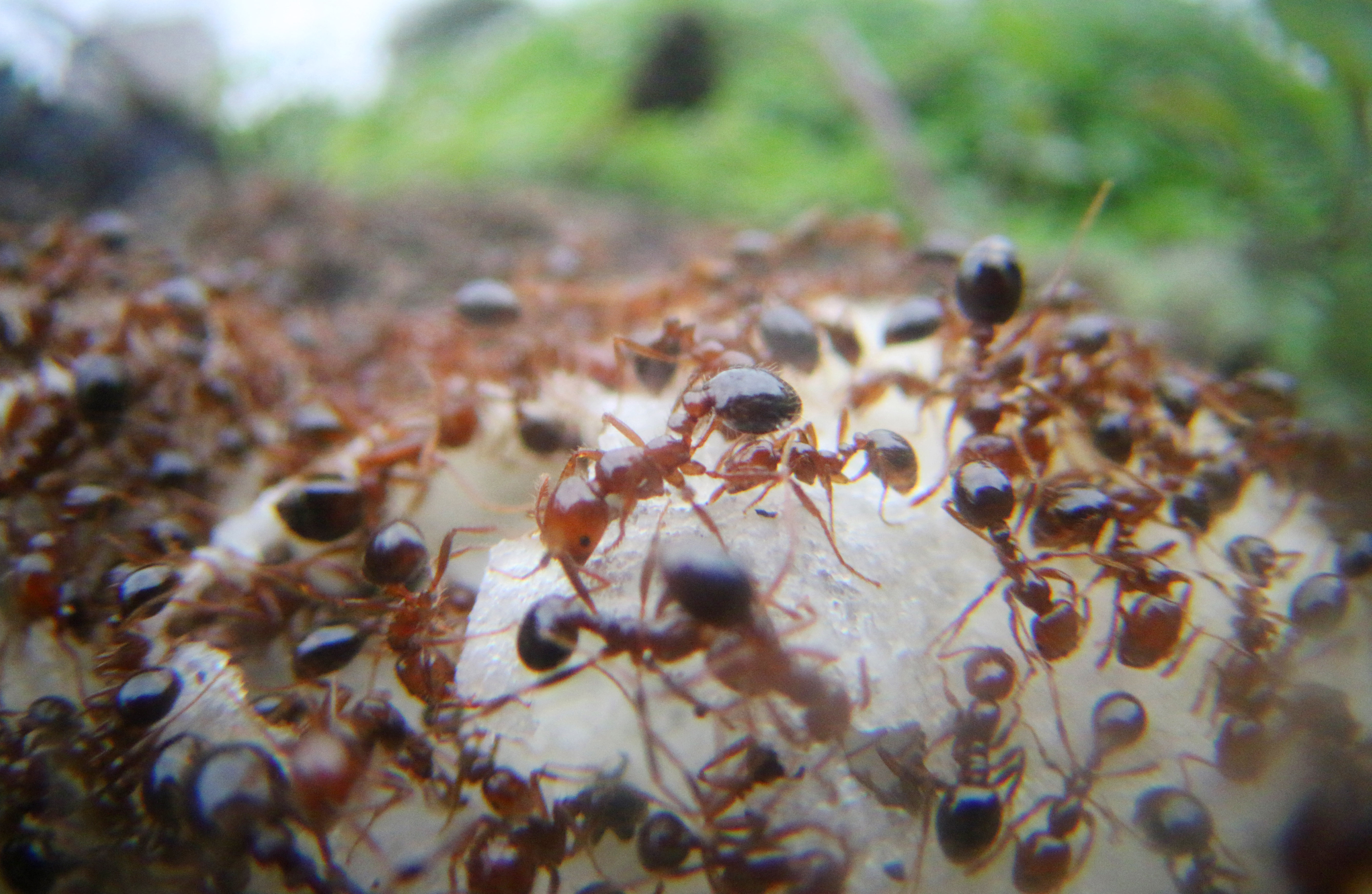 Espèce invasive : les fourmis de feu à la conquête de l'Europe ?